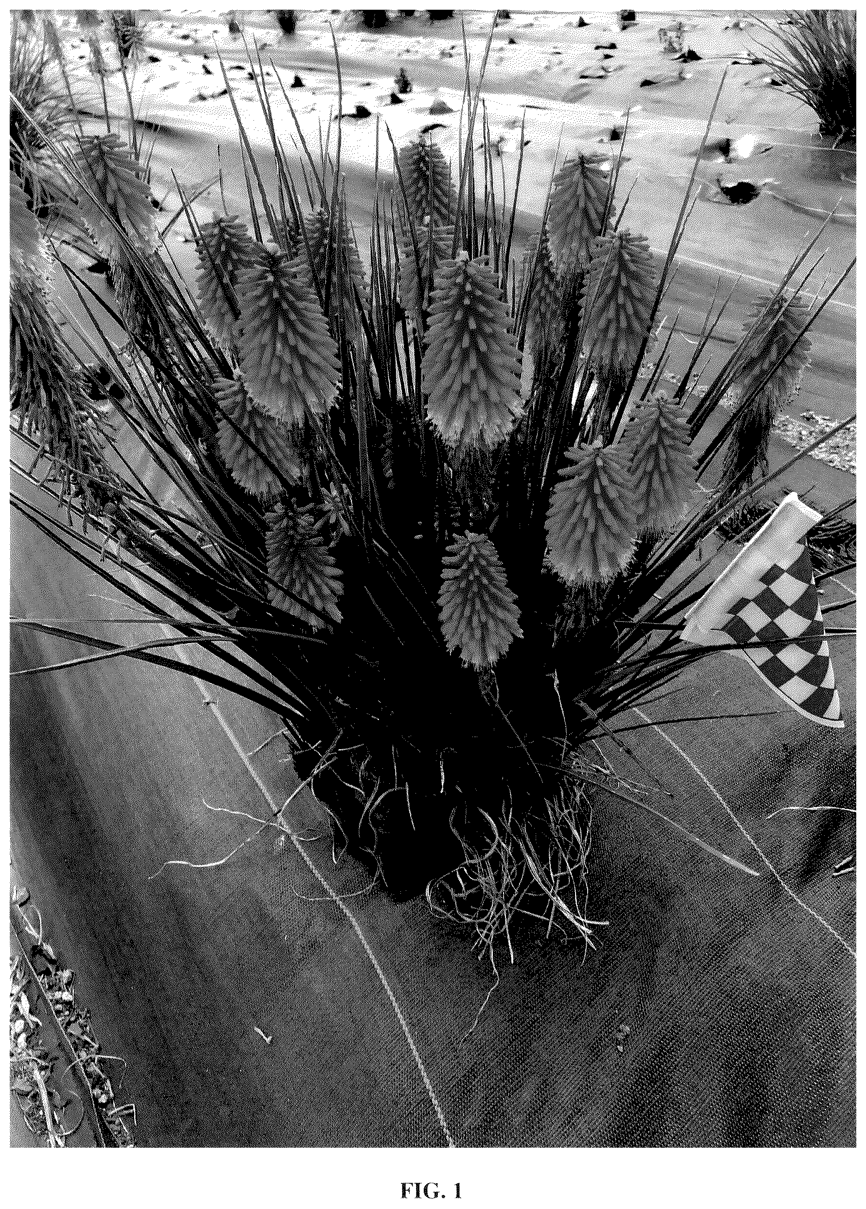 Patent USPP036683 Figure 1 – Kniphofia plant named ‘Rocket Jr.’