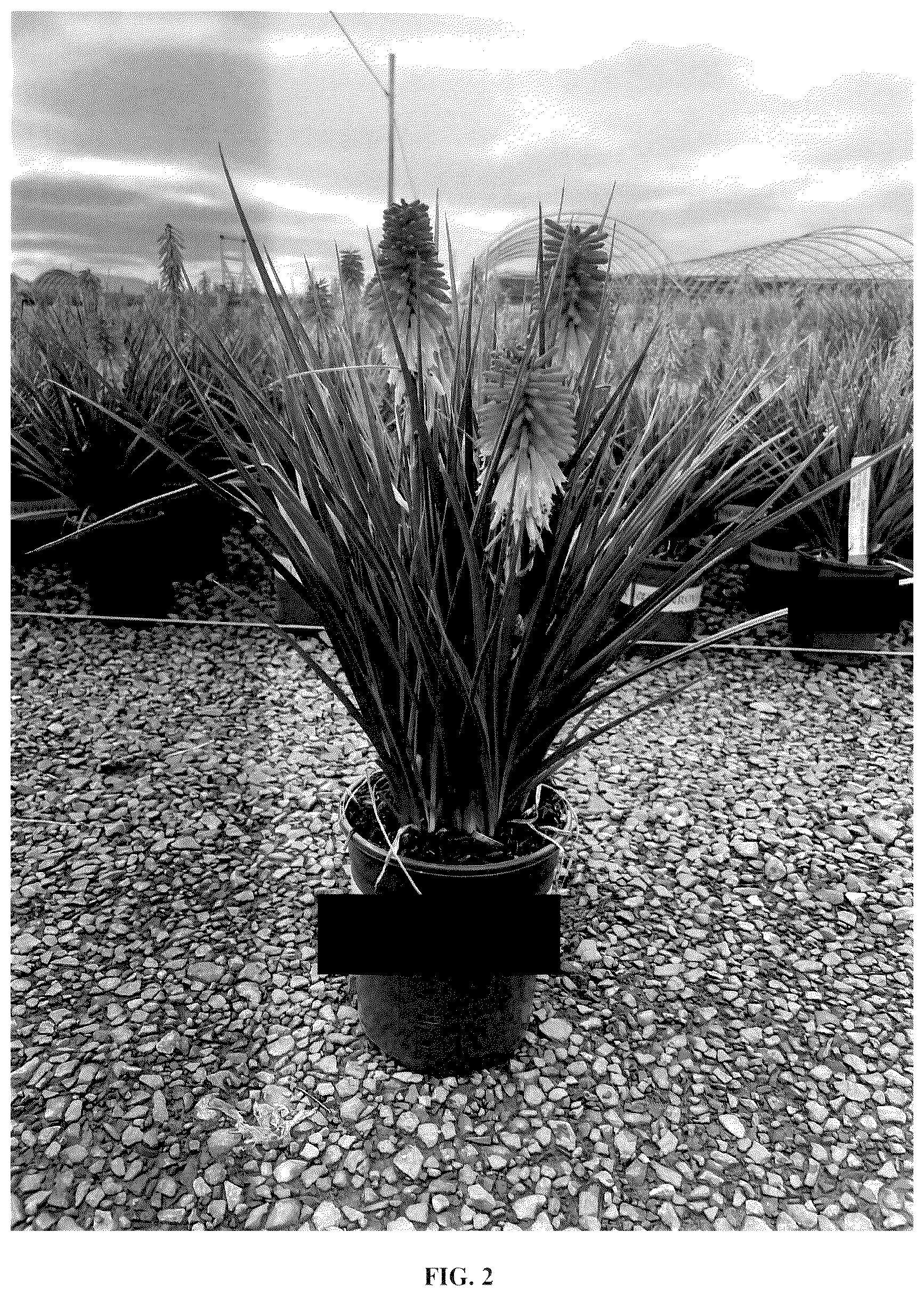 Patent USPP036683 Figure 2 – Kniphofia plant named ‘Rocket Jr.’