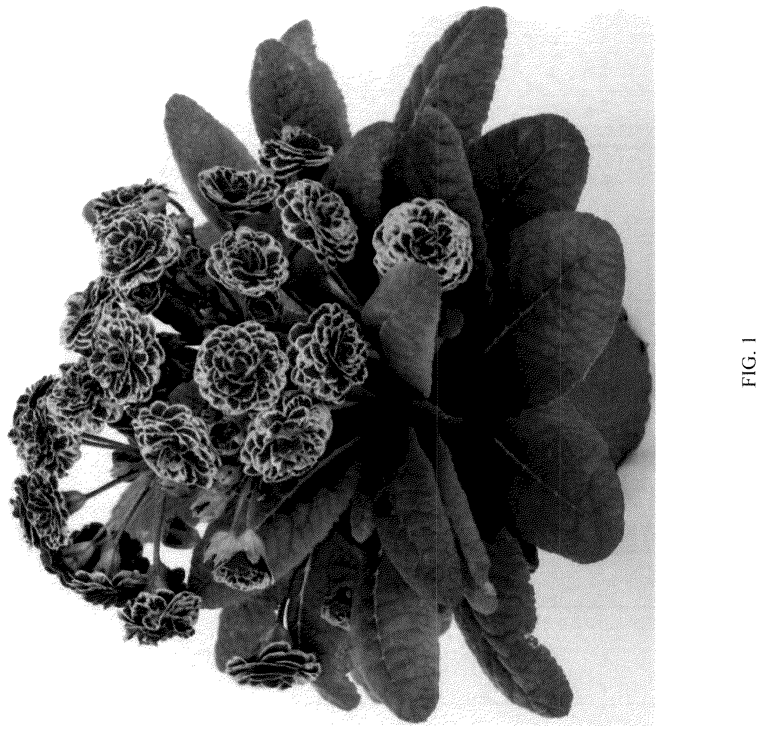 Patent USPP036684 Figure 1 – Primula plant named ‘KERANNAWEAVE’