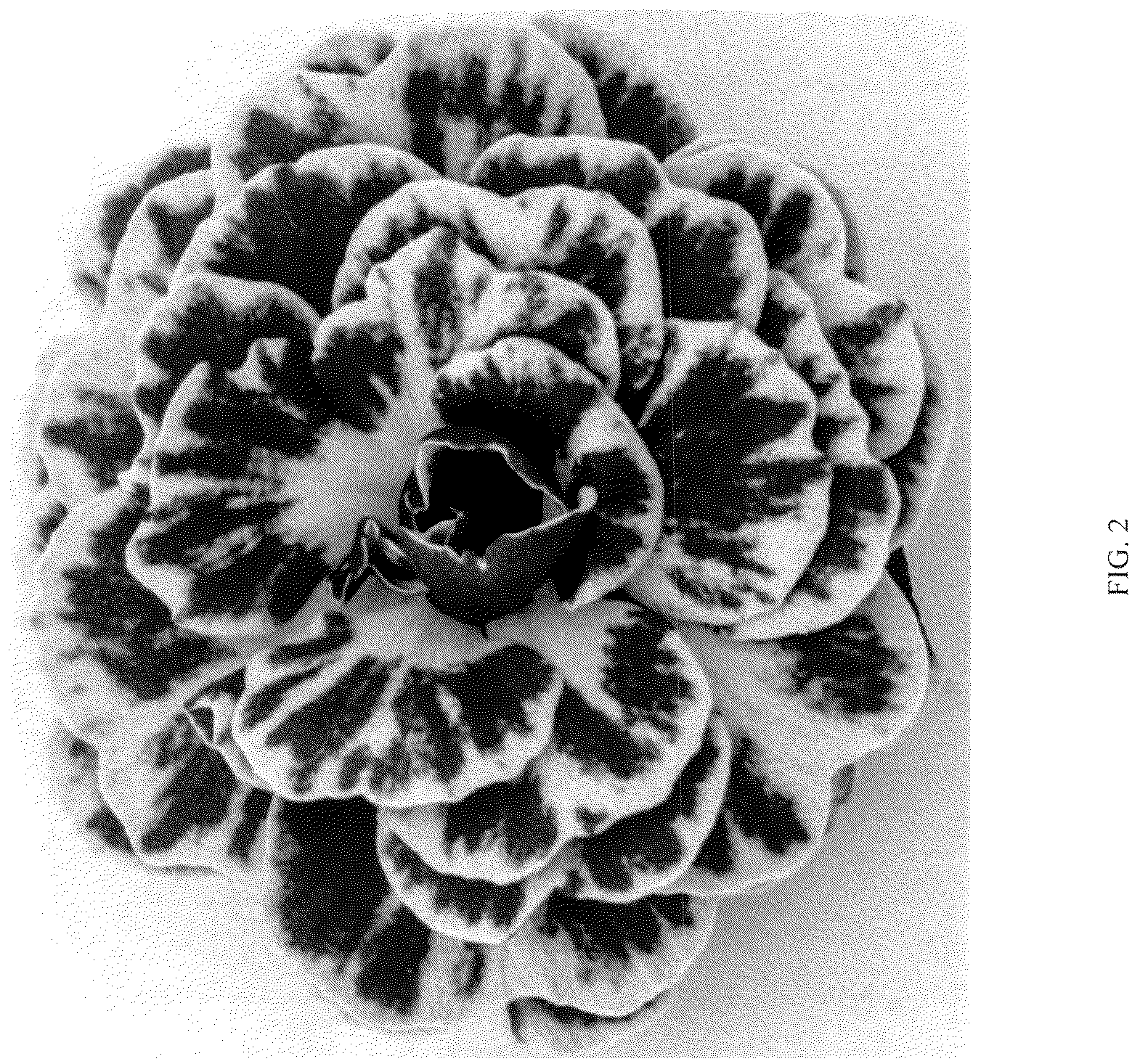 Patent USPP036684 Figure 2 – Primula plant named ‘KERANNAWEAVE’