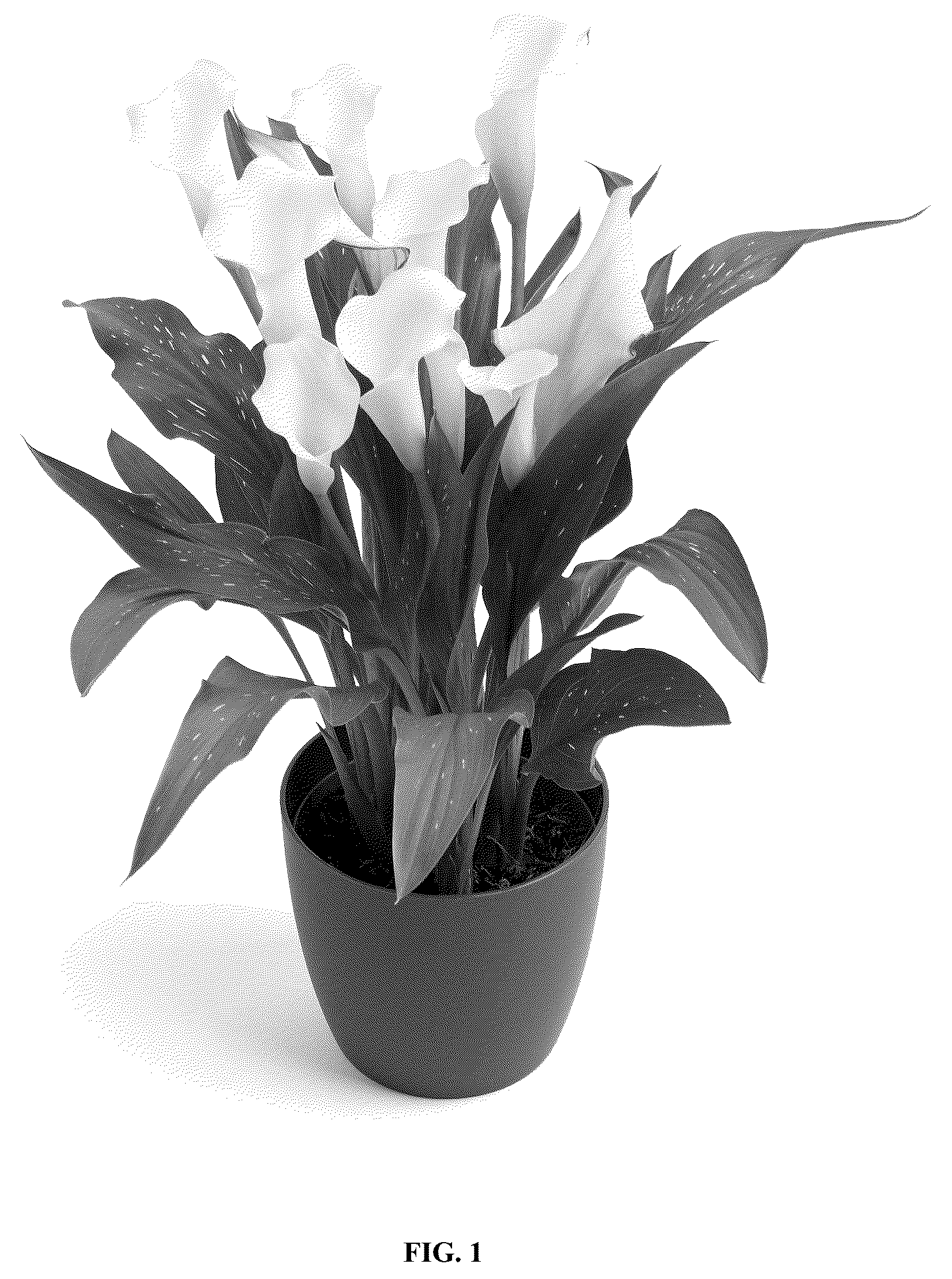 Patent USPP036685 Figure 1 – Calla lily plant named ‘Dozanwhamb’