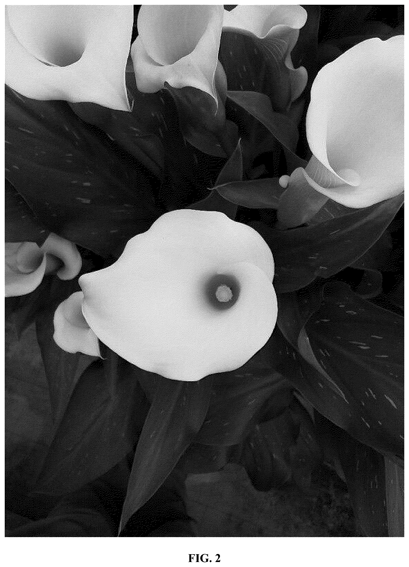 Patent USPP036685 Figure 2 – Calla lily plant named ‘Dozanwhamb’