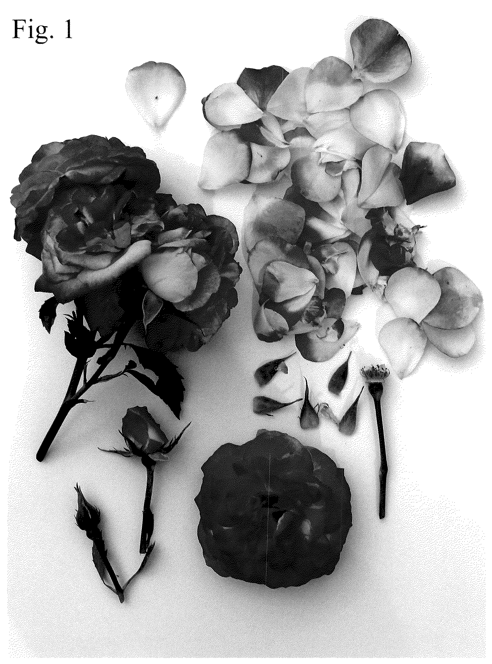 Patent USPP036686 Figure 1 – Floribunda rose plant named ‘Poulnap009’