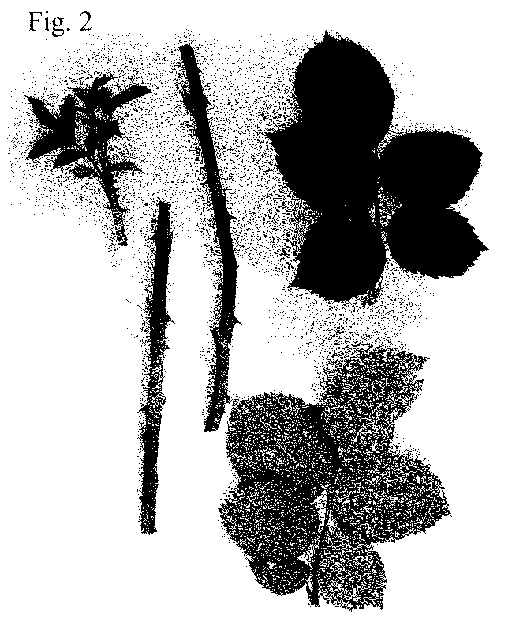 Patent USPP036686 Figure 2 – Floribunda rose plant named ‘Poulnap009’