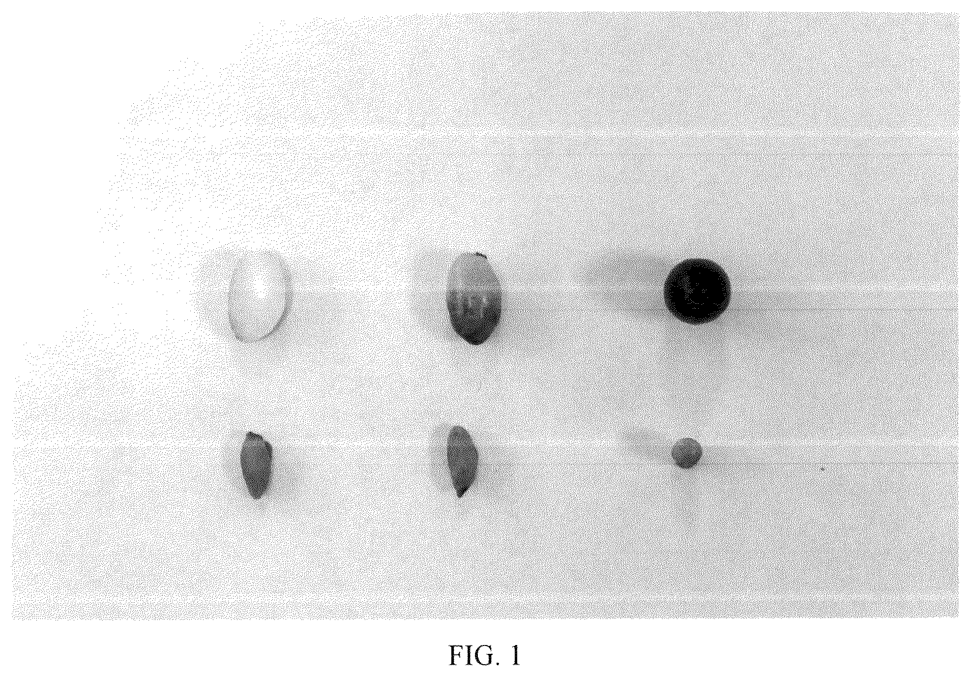 Patent USPP036687 Figure 1 – Olive tree named ‘I 77’