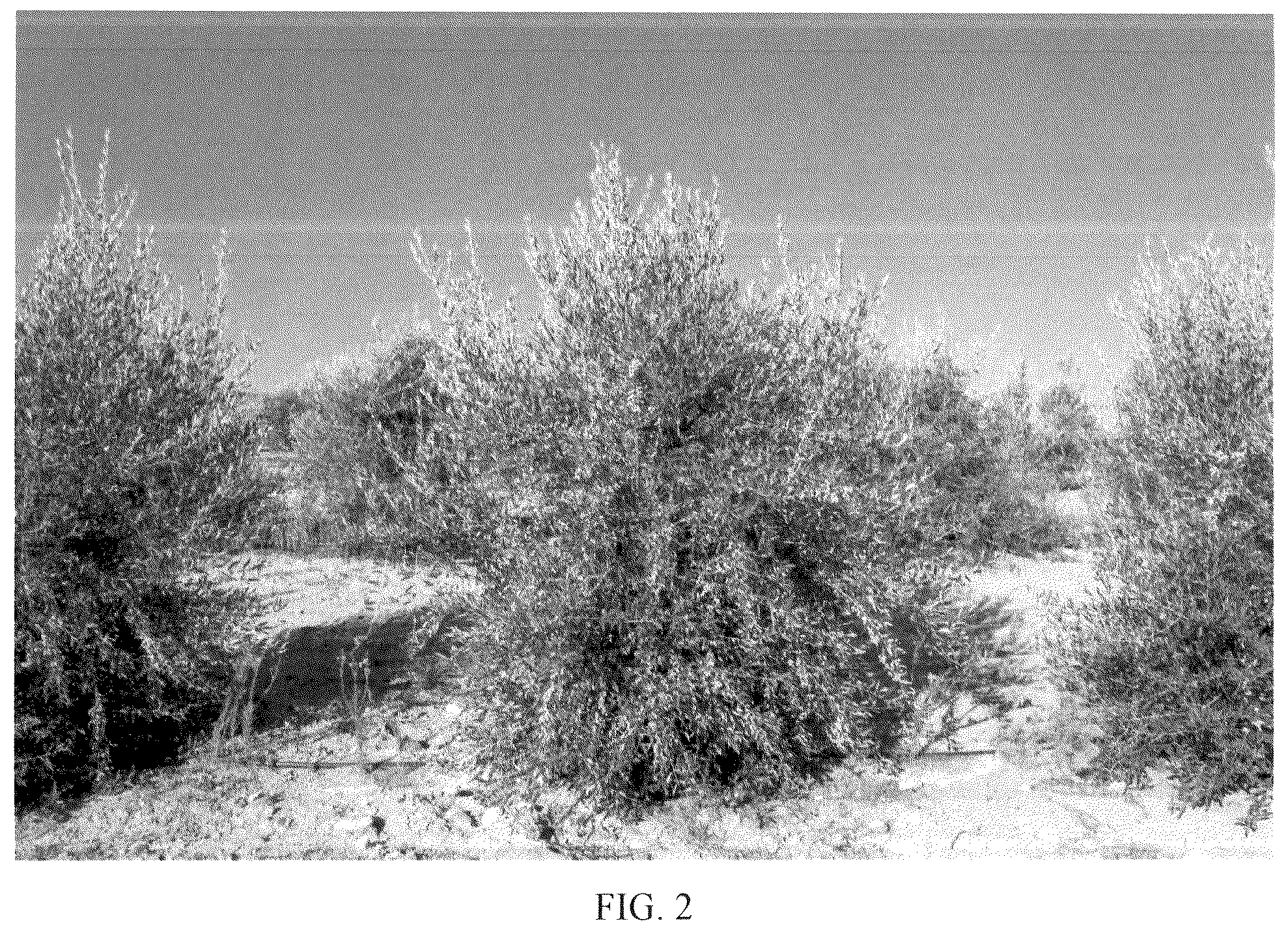 Patent USPP036687 Figure 2 – Olive tree named ‘I 77’