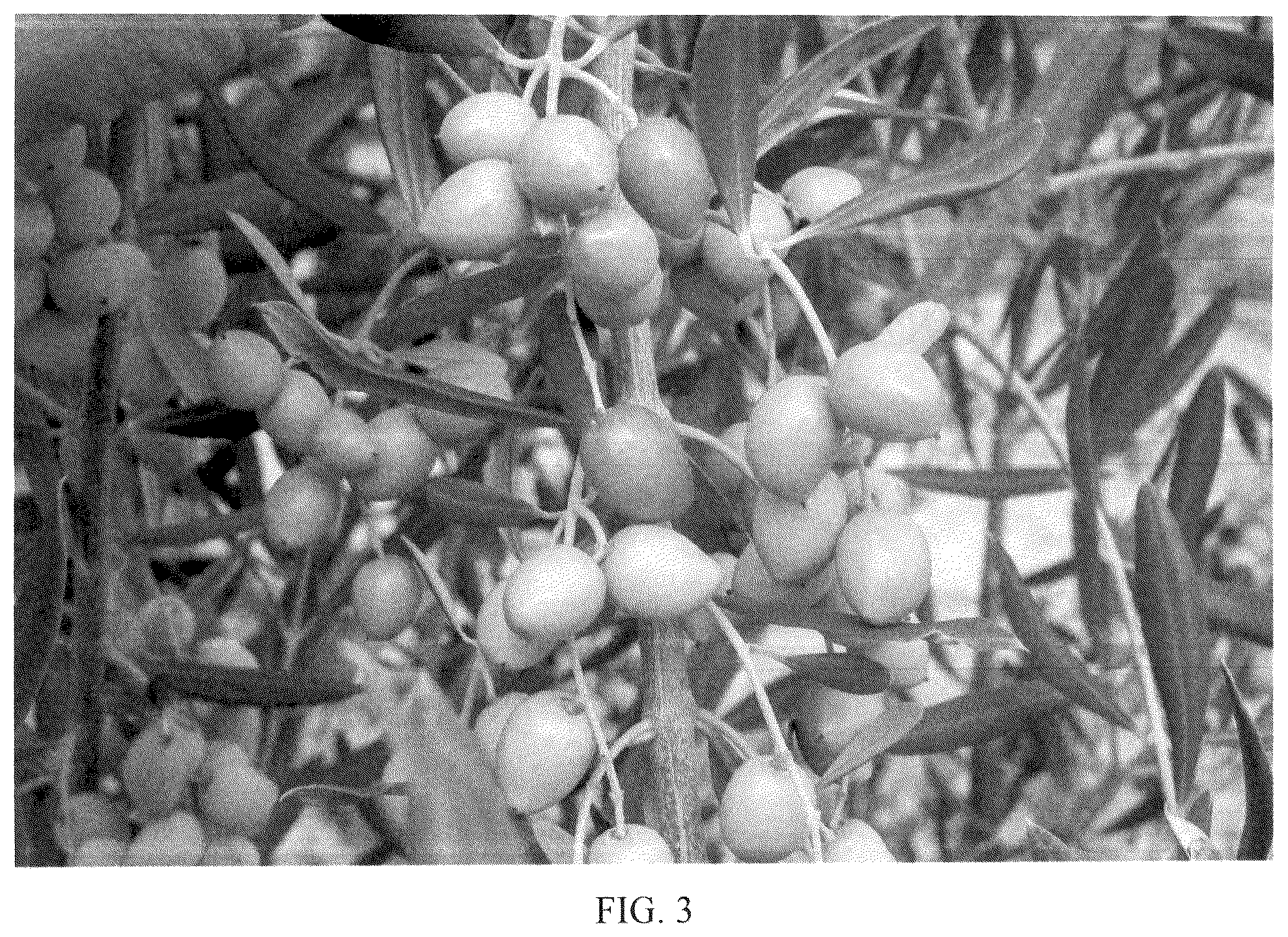 Patent USPP036687 Figure 3 – Olive tree named ‘I 77’