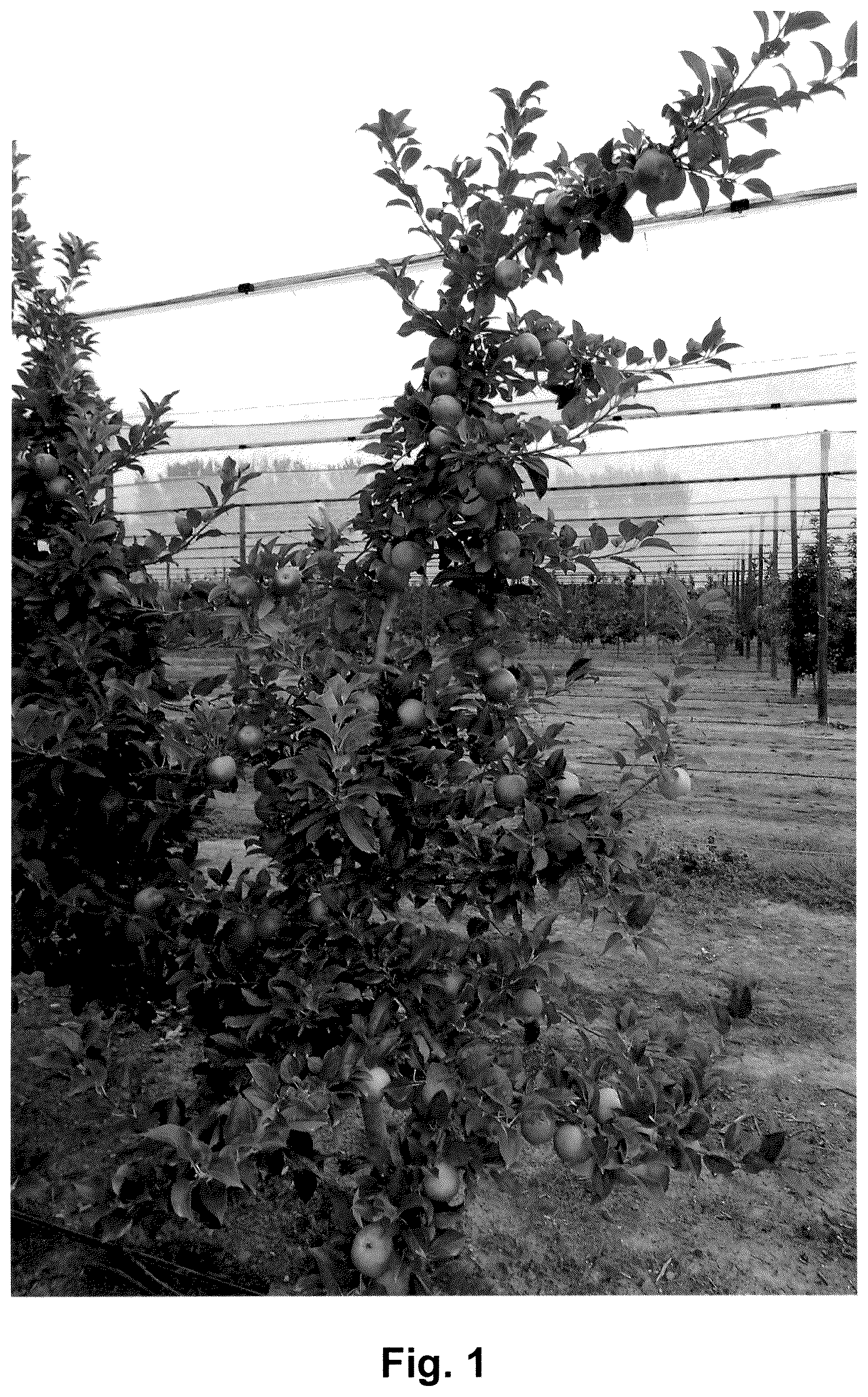 Patent USPP036688 Figure 1 – Apple tree named ‘HOT125A1’