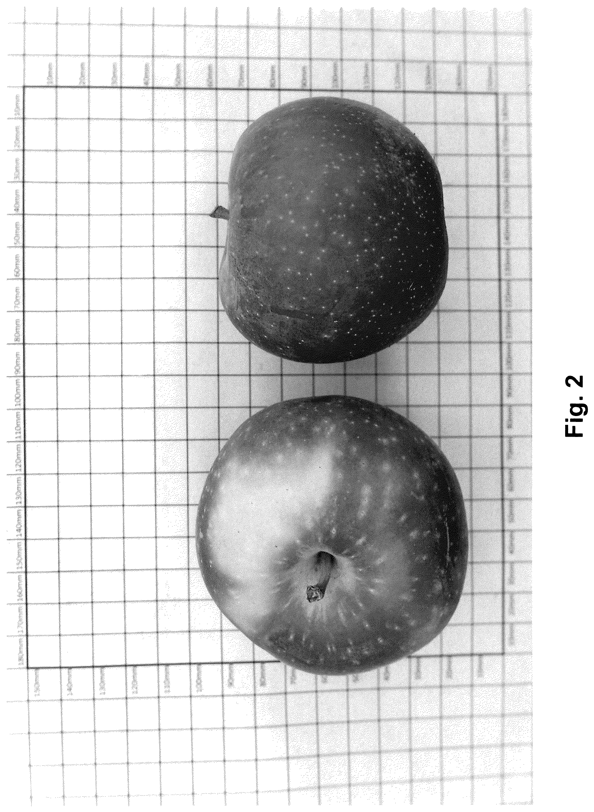 Patent USPP036688 Figure 2 – Apple tree named ‘HOT125A1’