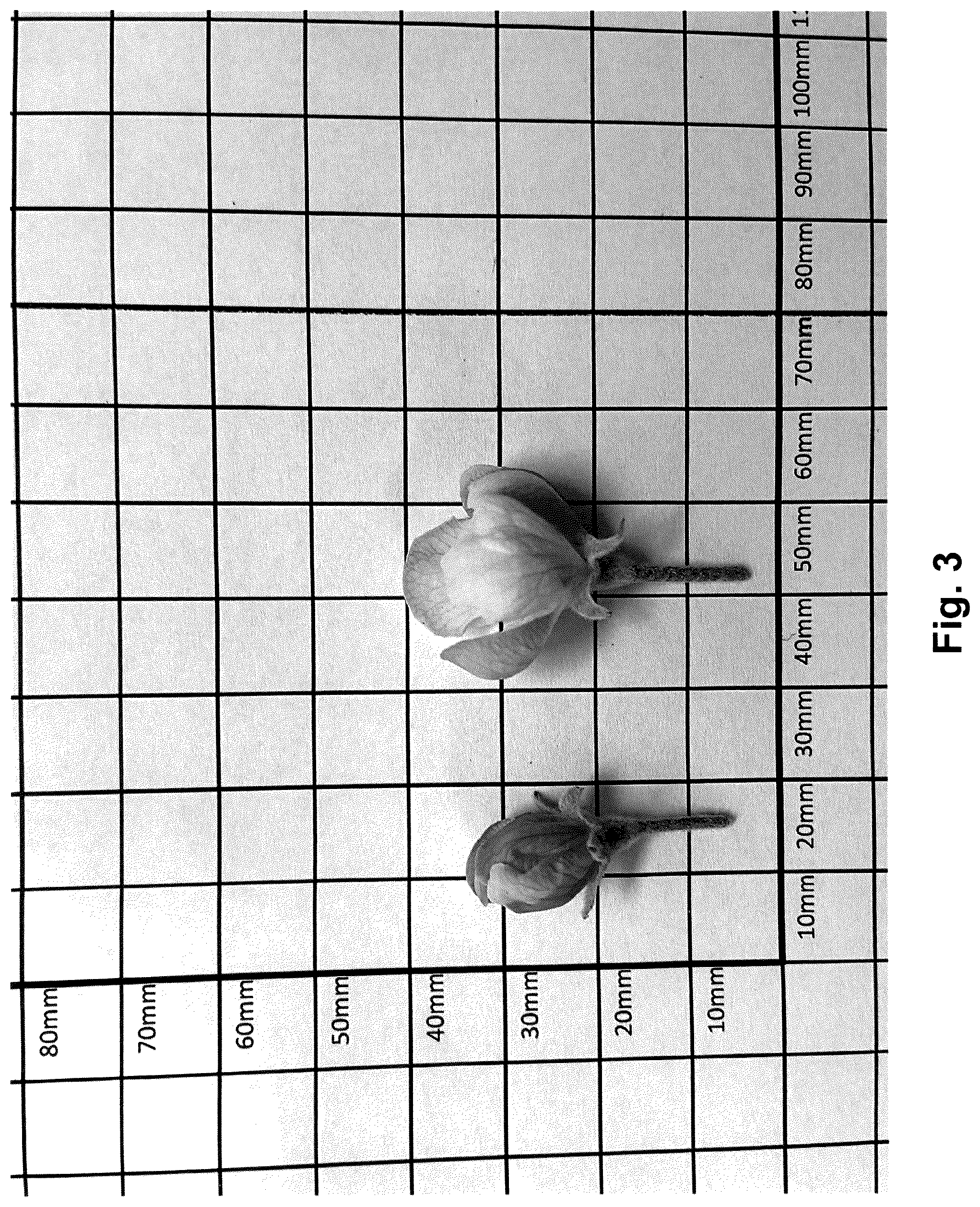 Patent USPP036688 Figure 3 – Apple tree named ‘HOT125A1’