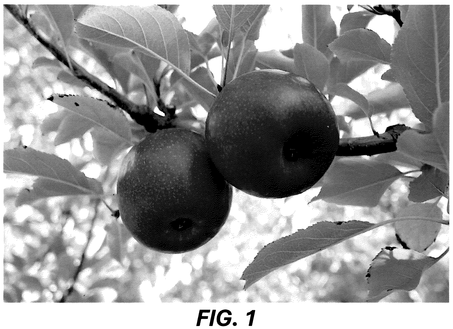Patent USPP036689 Figure 1 – Apple tree named ‘MAC12’