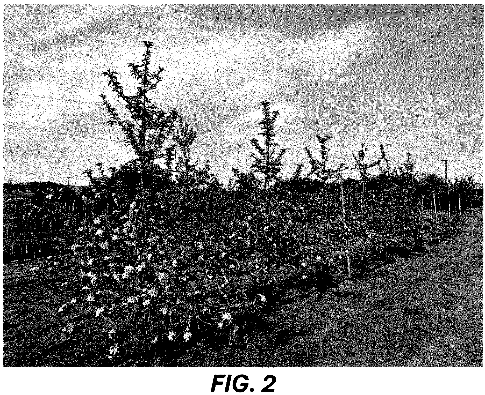 Patent USPP036689 Figure 2 – Apple tree named ‘MAC12’