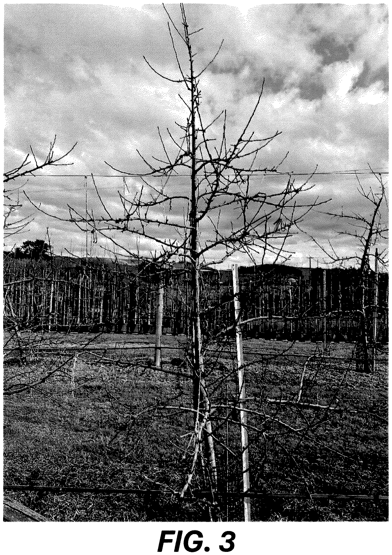 Patent USPP036689 Figure 3 – Apple tree named ‘MAC12’