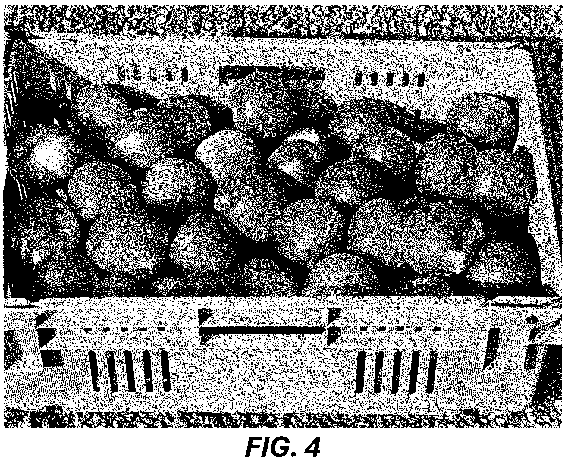 Patent USPP036689 Figure 4 – Apple tree named ‘MAC12’