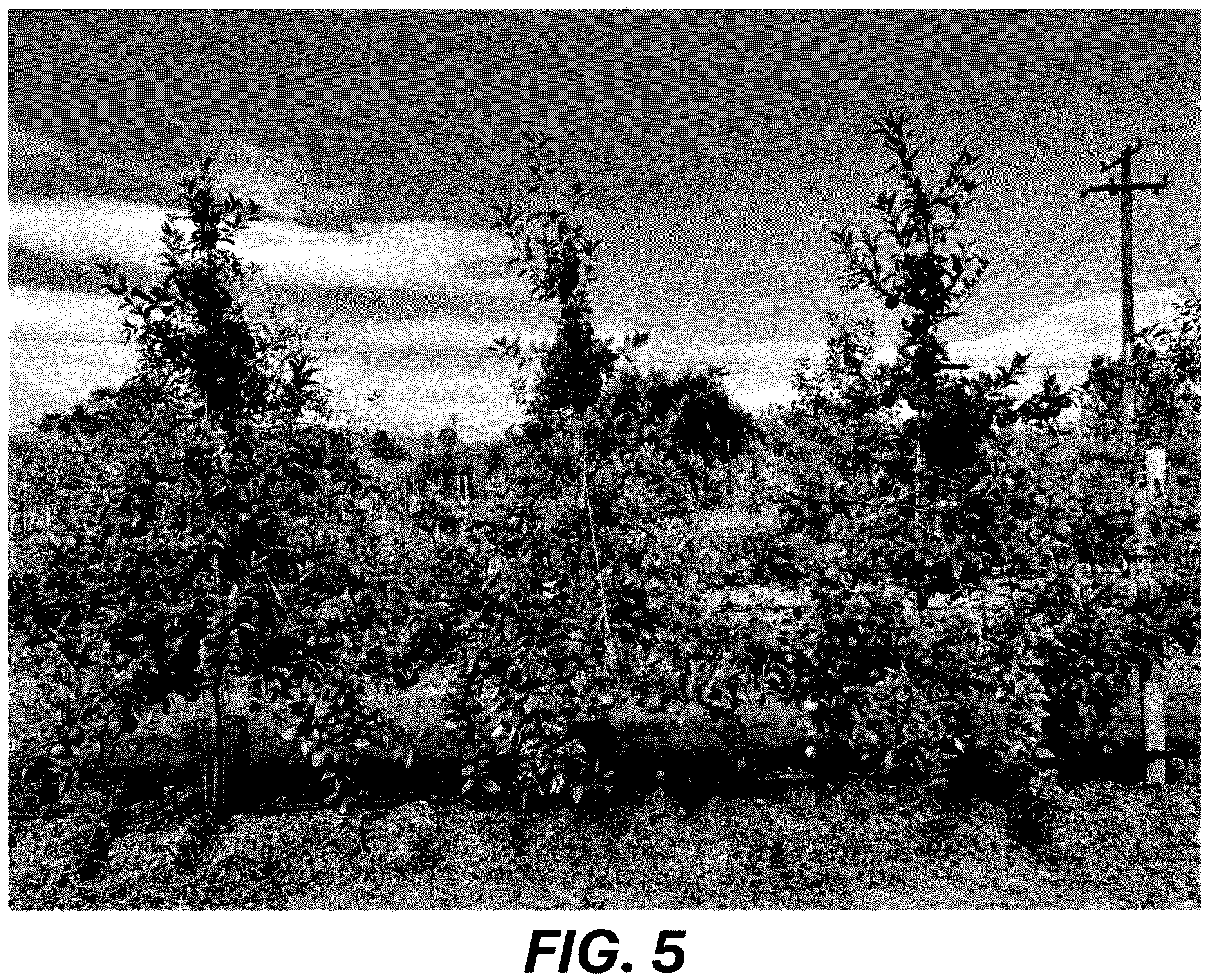 Patent USPP036689 Figure 5 – Apple tree named ‘MAC12’