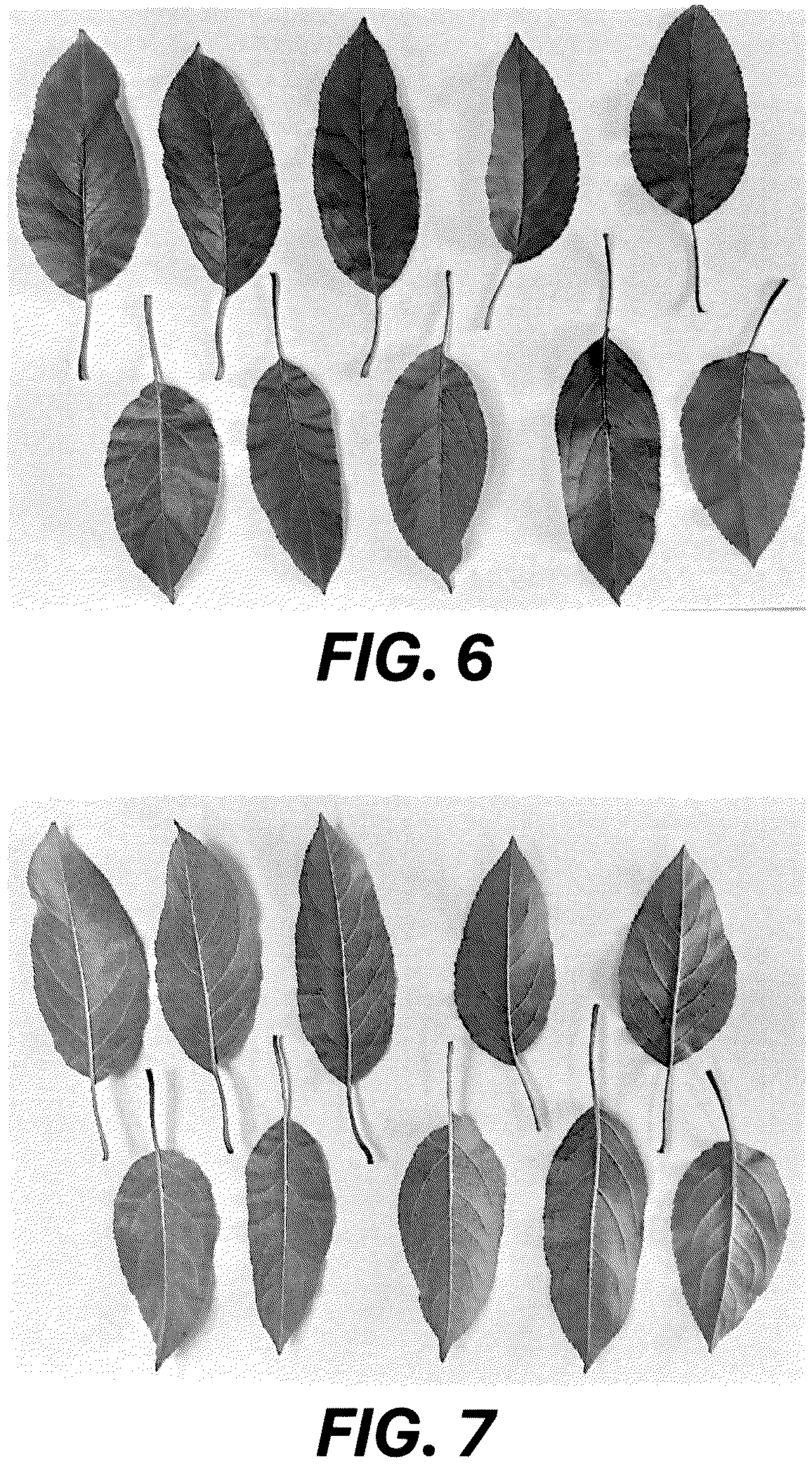 Patent USPP036689 Figure 6 – Apple tree named ‘MAC12’