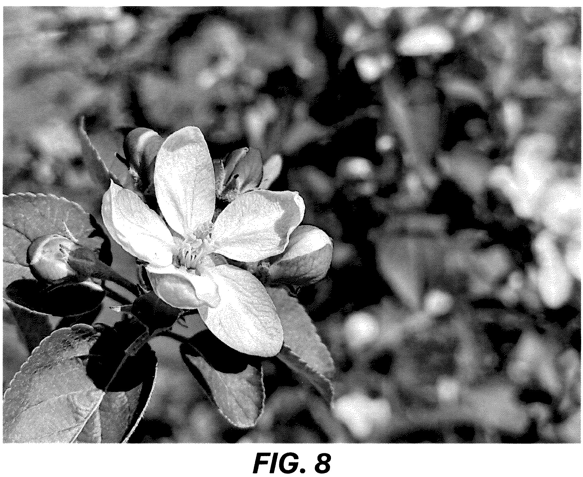 Patent USPP036689 Figure 7 – Apple tree named ‘MAC12’