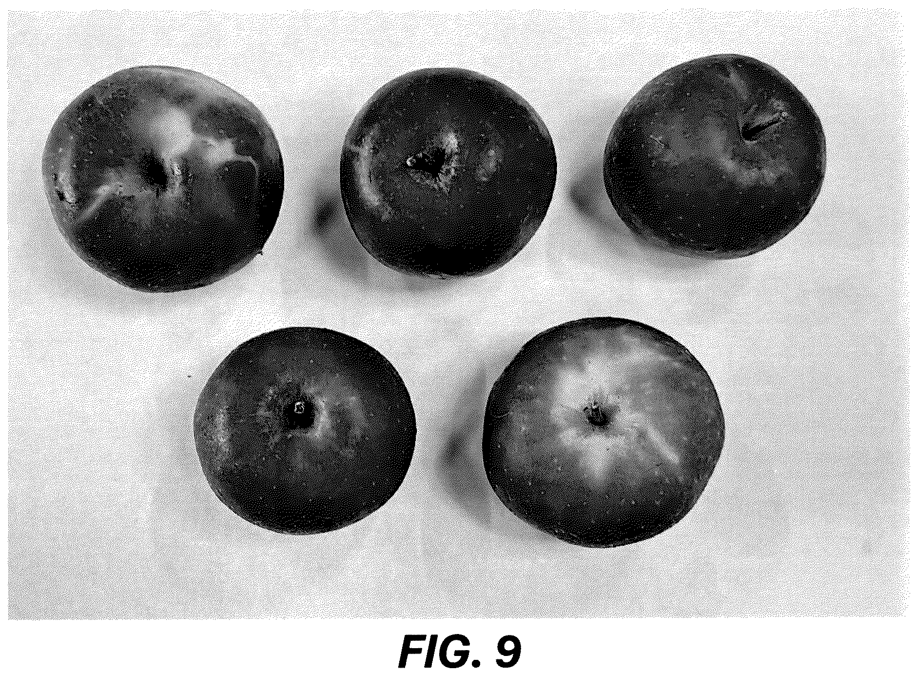 Patent USPP036689 Figure 8 – Apple tree named ‘MAC12’