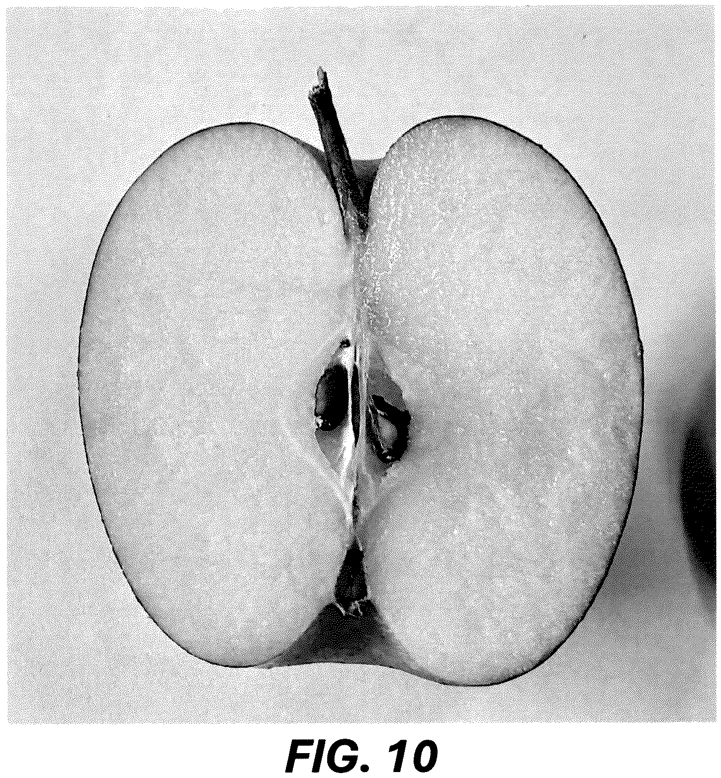 Patent USPP036689 Figure 9 – Apple tree named ‘MAC12’