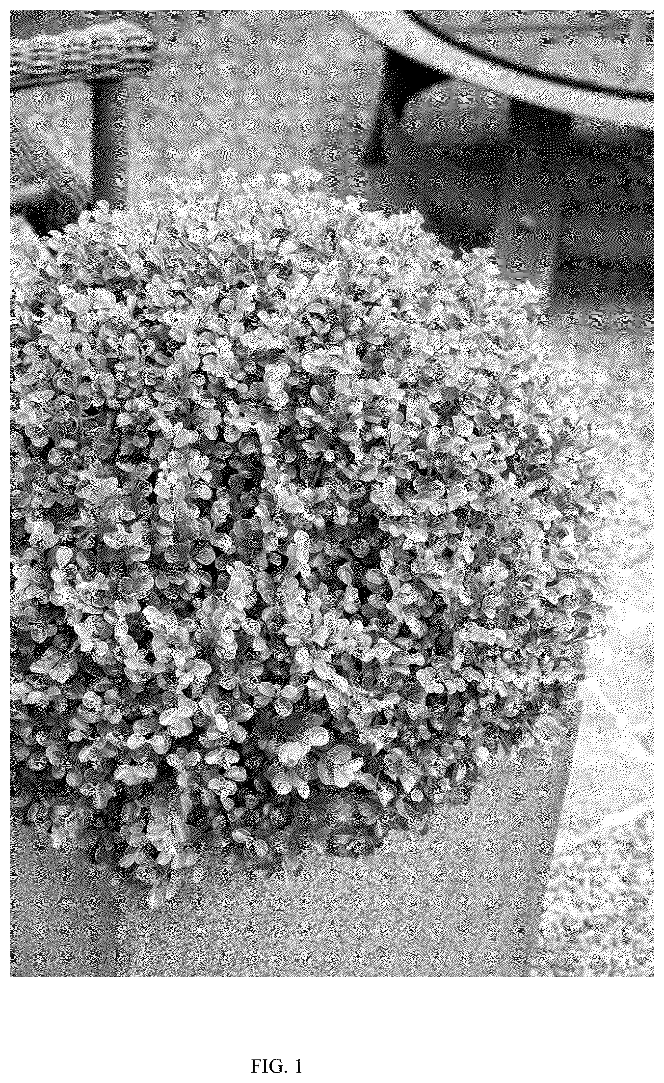 Patent USPP036690 Figure 1 – Cotoneaster plant named ‘MONSHGUS’