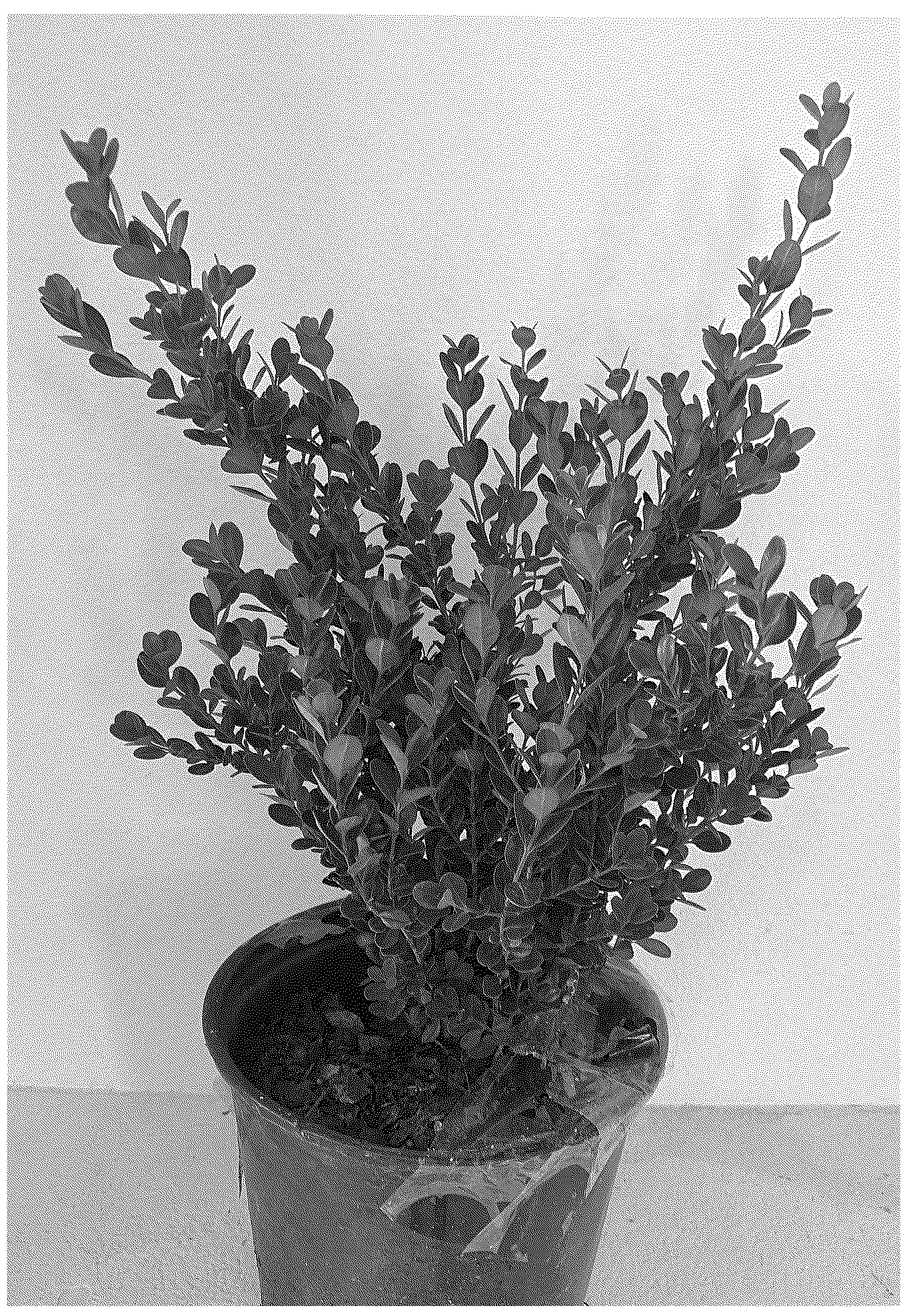 Patent USPP036691 Figure 1 – Buxus plant named ‘WINTER ROCKET’