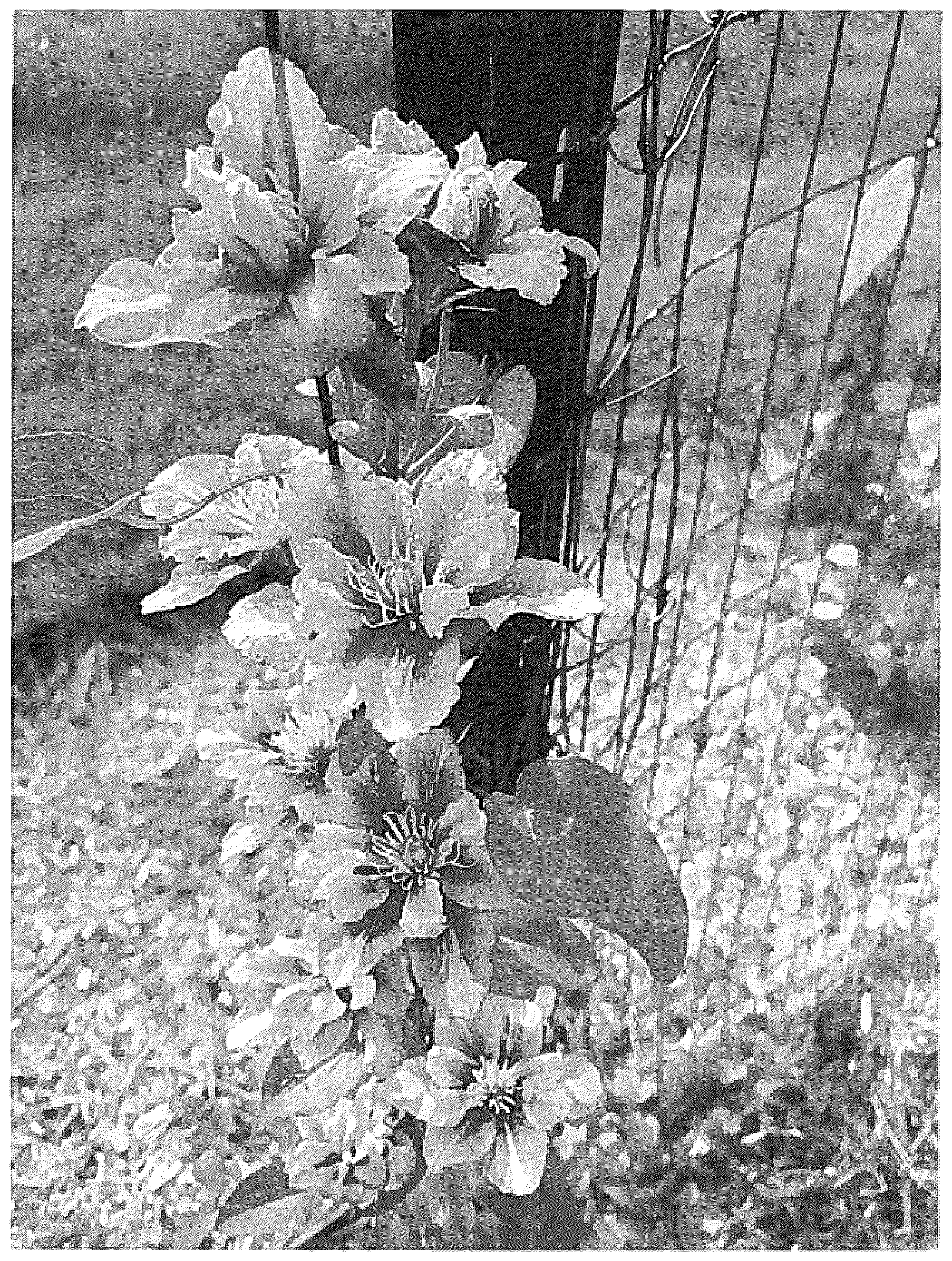 Patent USPP036692 Figure 1 – Clematis plant named ‘DP136’