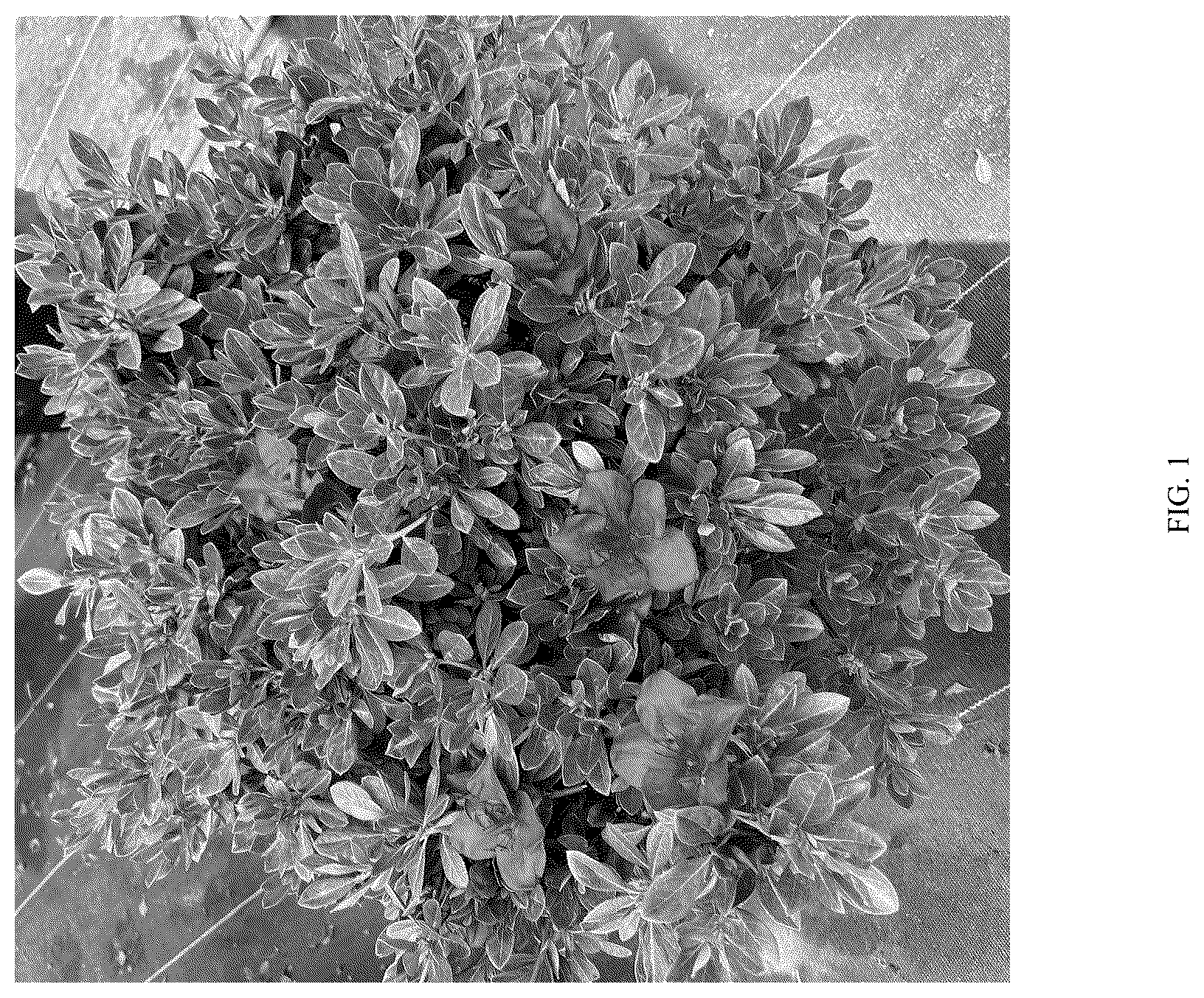 Patent USPP036693 Figure 1 – Rhododendron plant named ‘ROBLEZO’