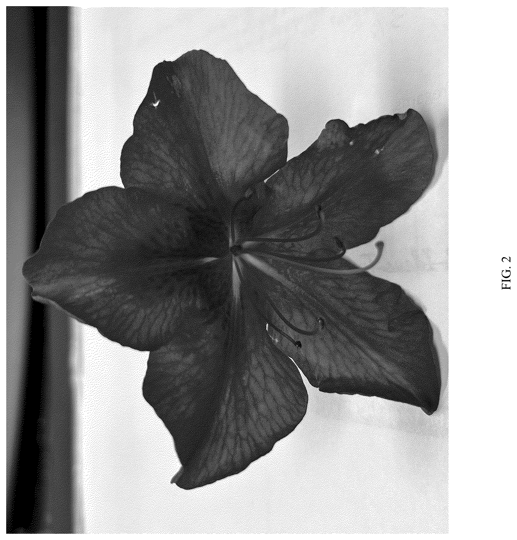 Patent USPP036693 Figure 2 – Rhododendron plant named ‘ROBLEZO’