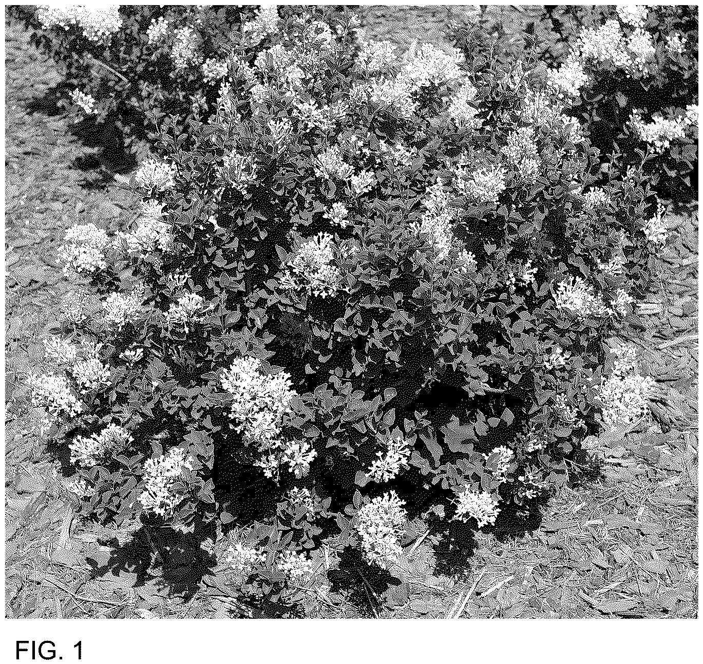 Patent USPP036694 Figure 1 – Syringa plant named ‘SMNSPWF’