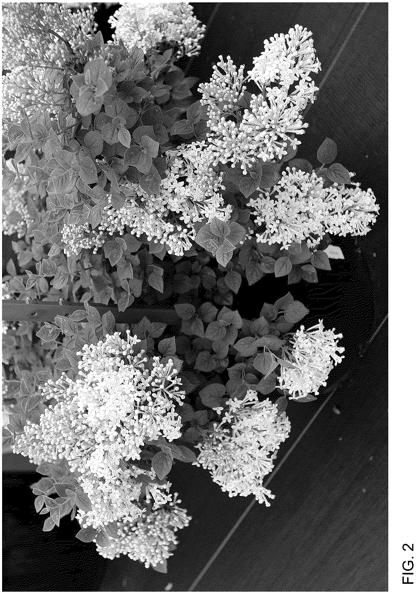 Patent USPP036694 Figure 2 – Syringa plant named ‘SMNSPWF’