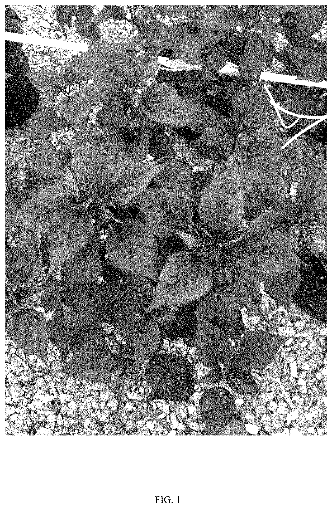 Patent USPP036695 — Hibiscus plant named ‘G21085’ — Figure 1