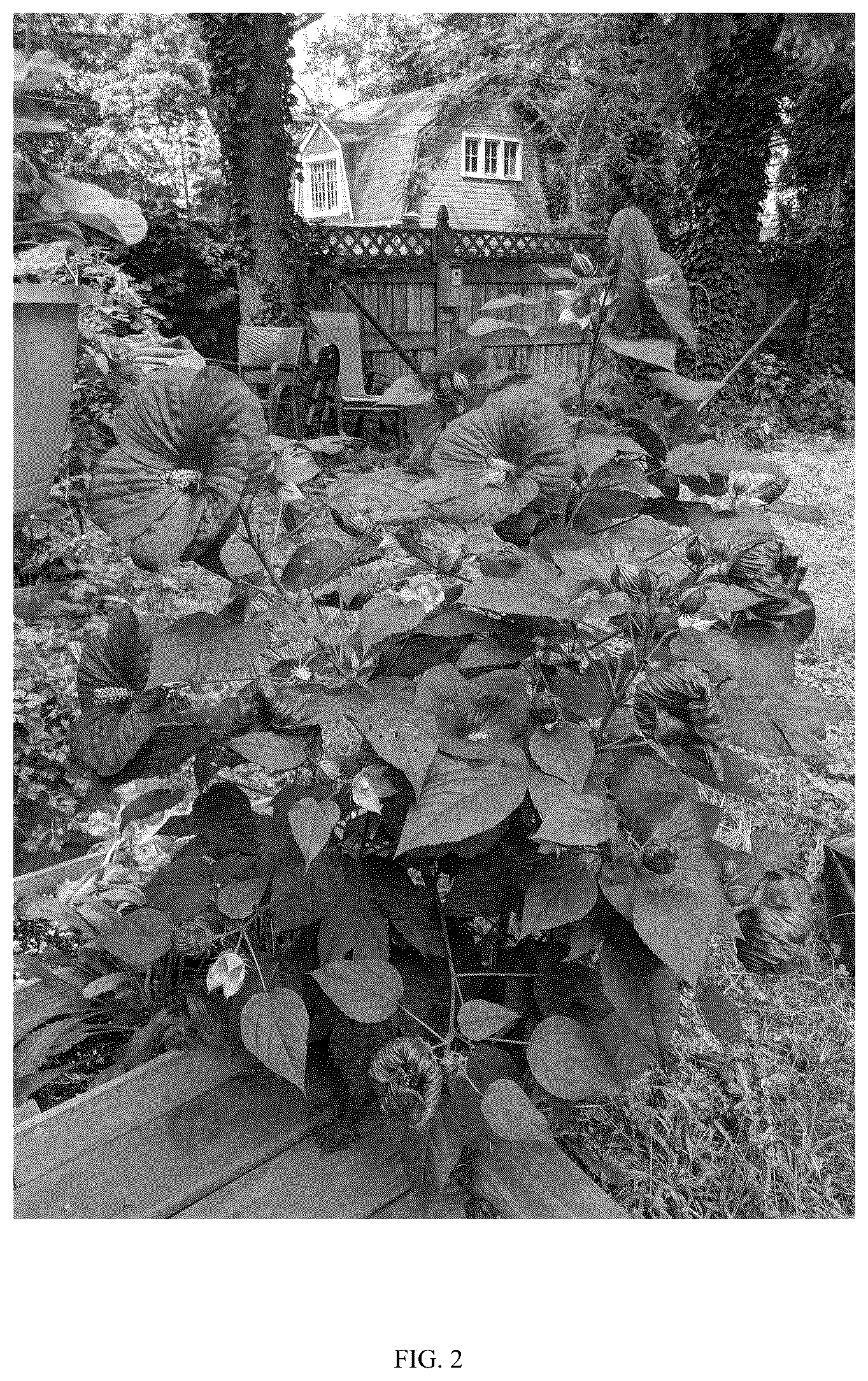 Patent USPP036695 Figure 2 – Hibiscus plant named ‘G21085’