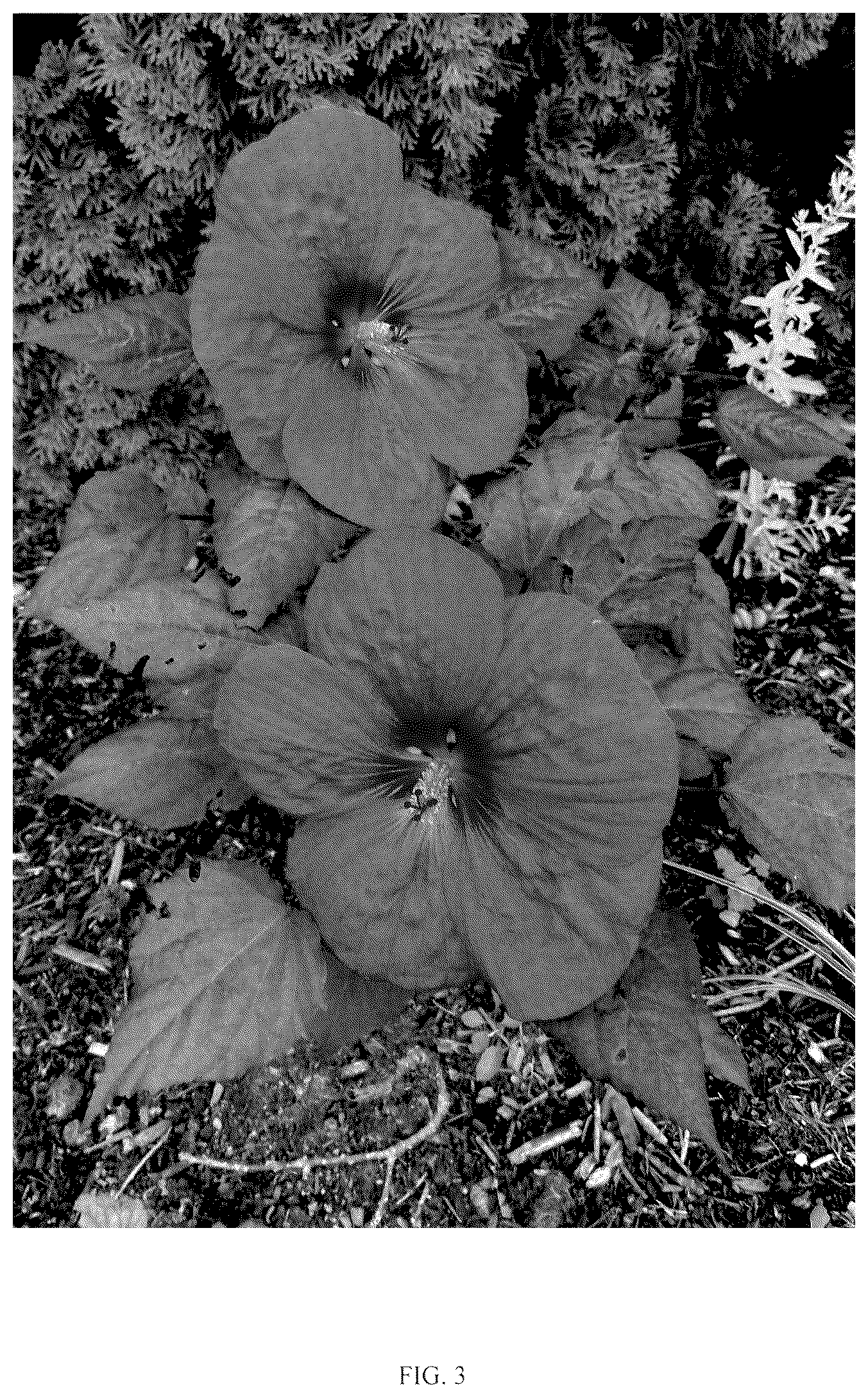 Patent USPP036695 Figure 3 – Hibiscus plant named ‘G21085’
