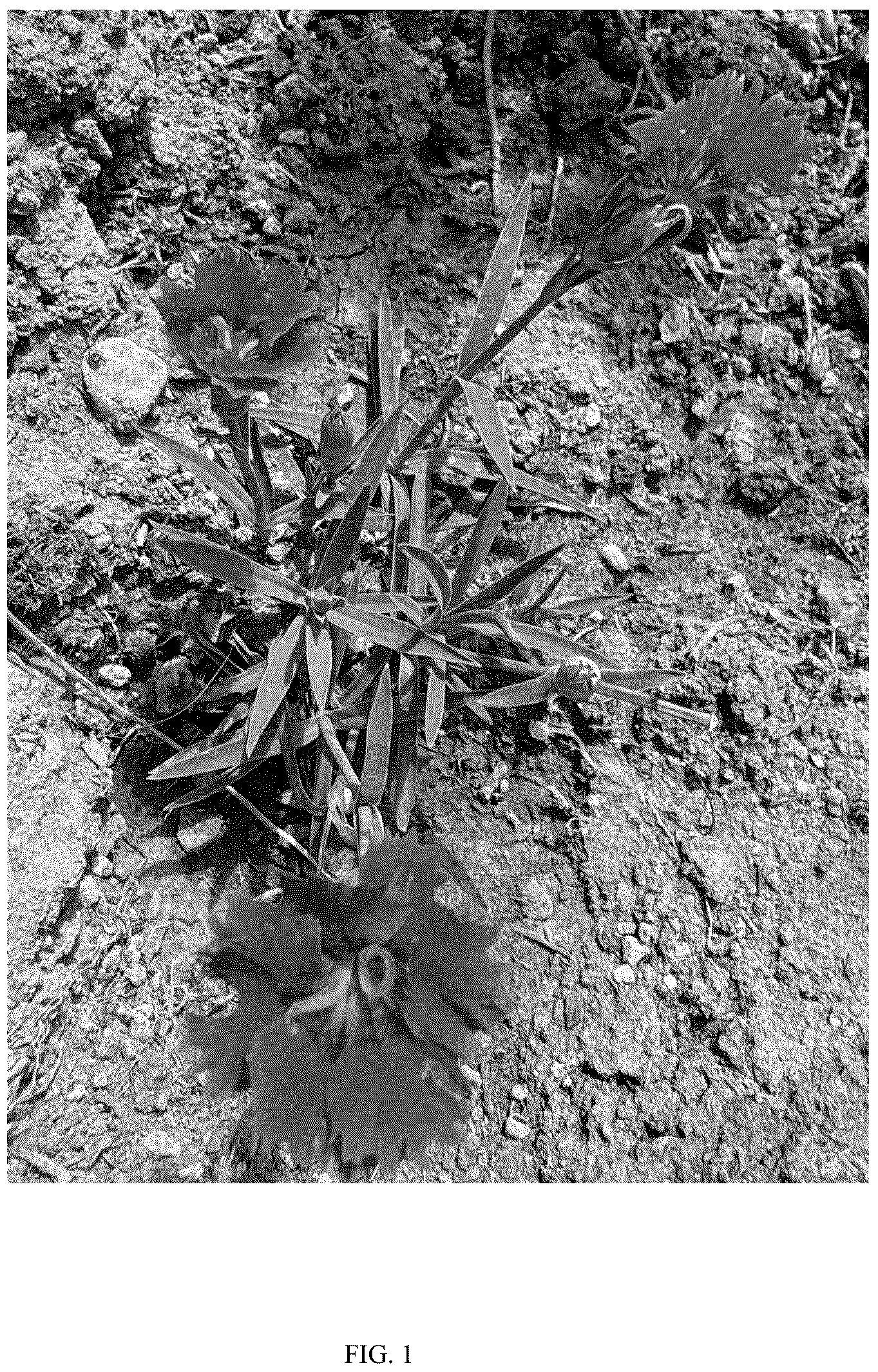 Patent USPP036696 Figure 1 – Dianthus plant named ‘G22089’