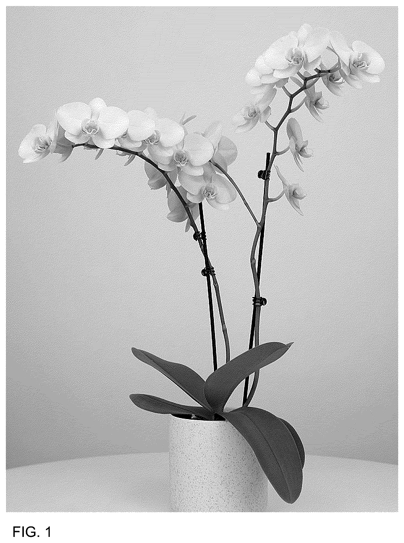 Patent USPP036697 Figure 1 – Phalaenopsis plant named ‘MI02815’