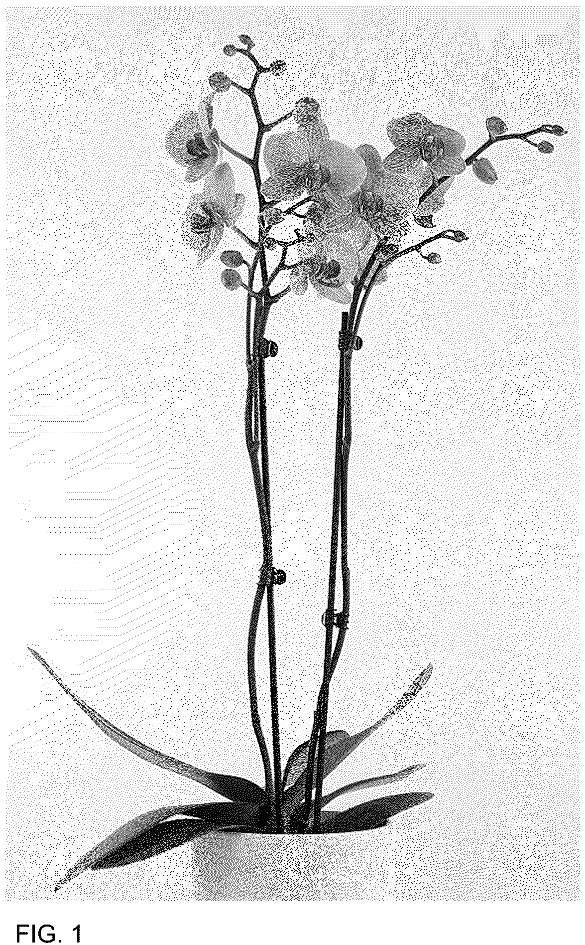 Patent USPP036698 Figure 1 – Phalaenopsis plant named ‘MI02969’