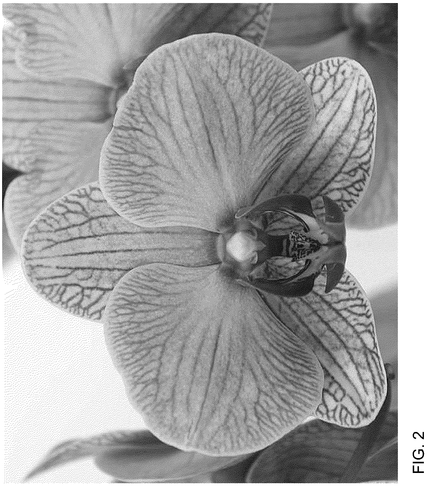 Patent USPP036698 Figure 2 – Phalaenopsis plant named ‘MI02969’