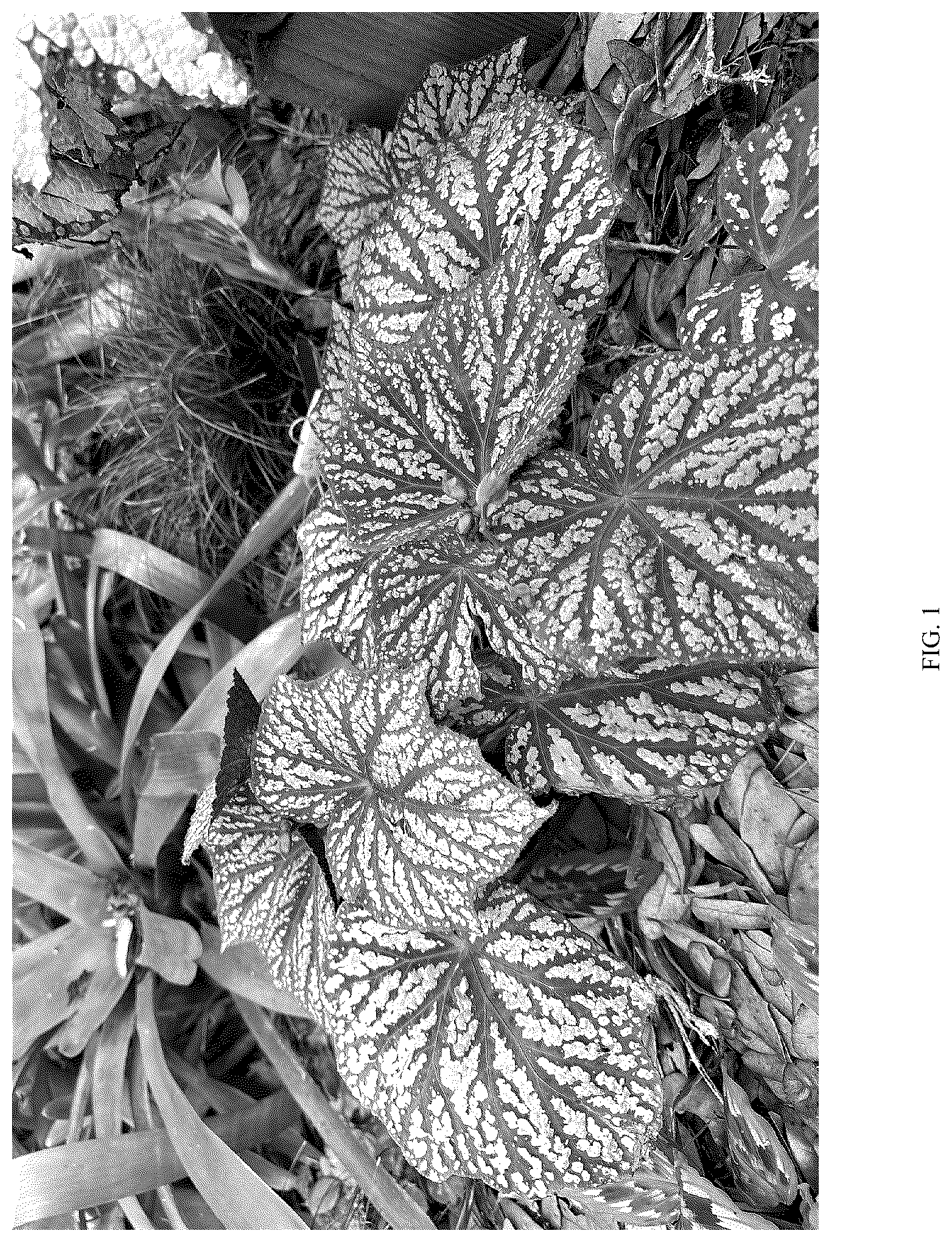 Patent USPP036699 Figure 1 – Begonia plant named ‘Little Moon’
