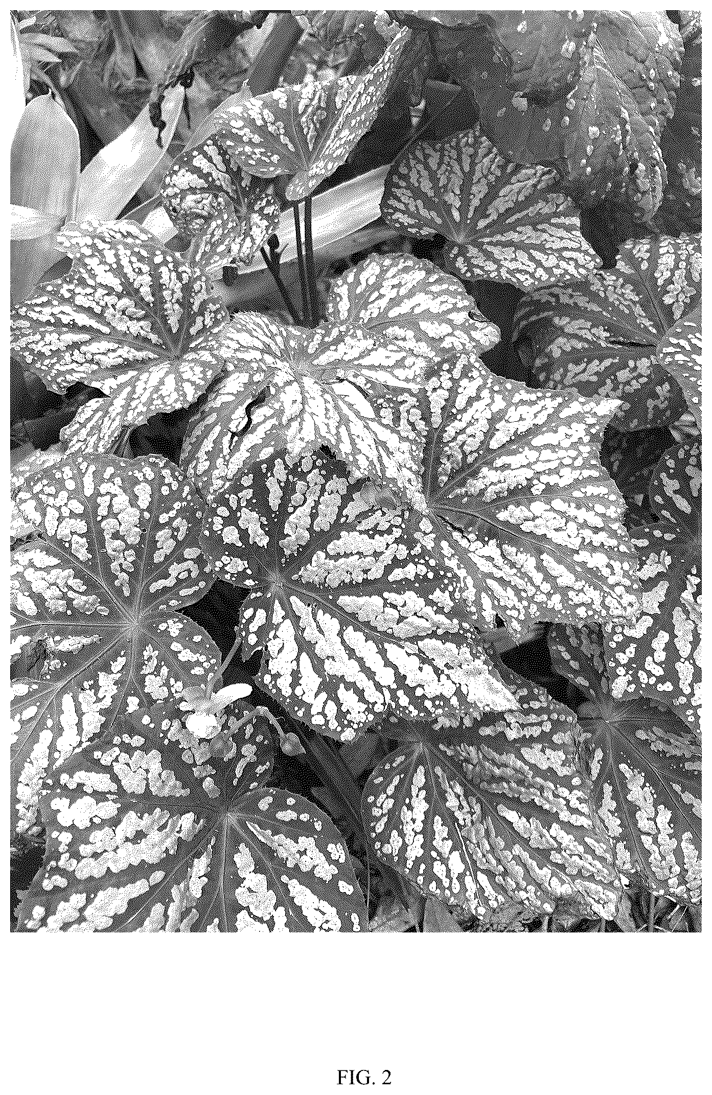 Patent USPP036699 Figure 2 – Begonia plant named ‘Little Moon’