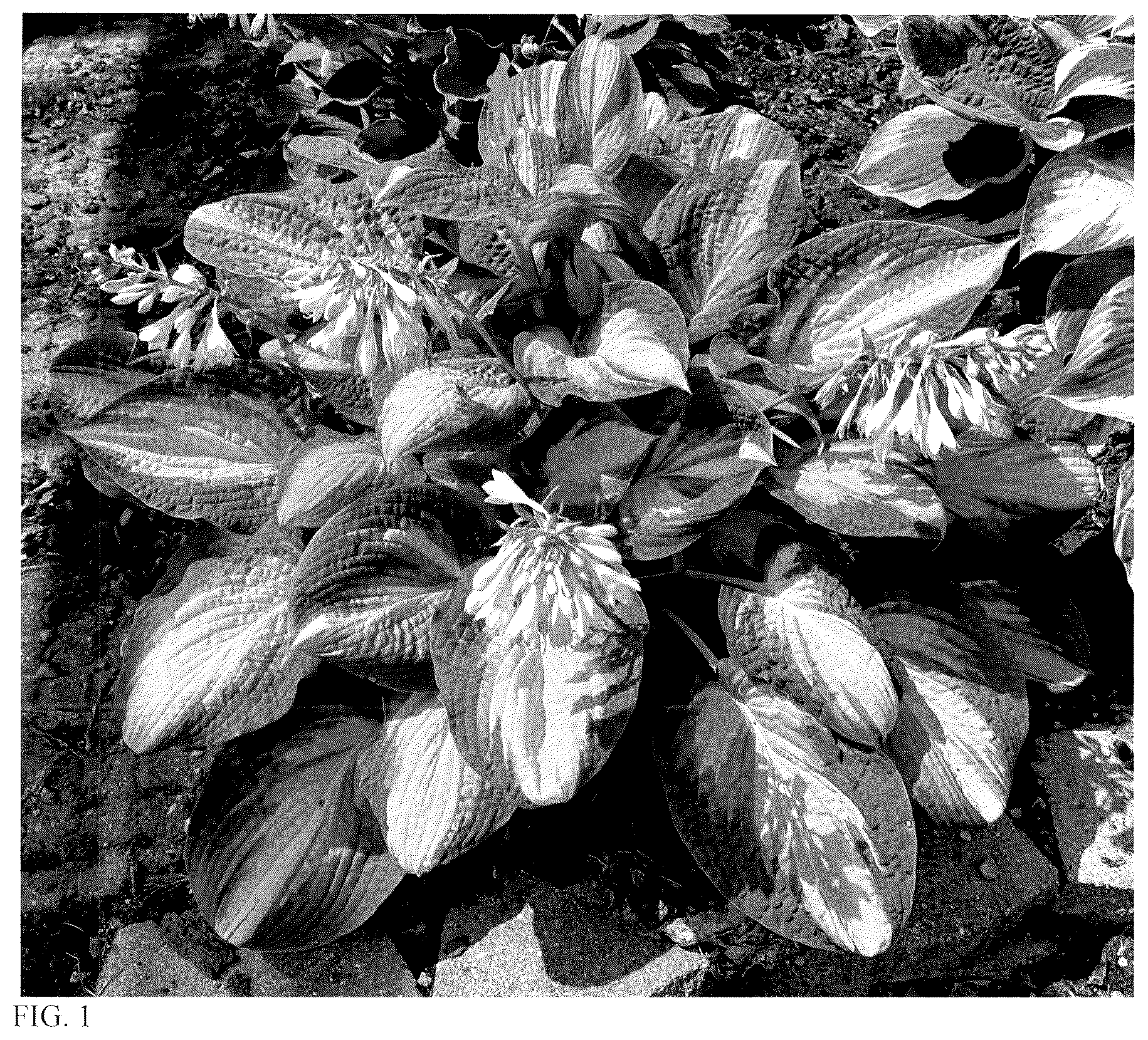 Patent USPP036700 Figure 1 – Hosta plant named ‘Moment to Treasure’