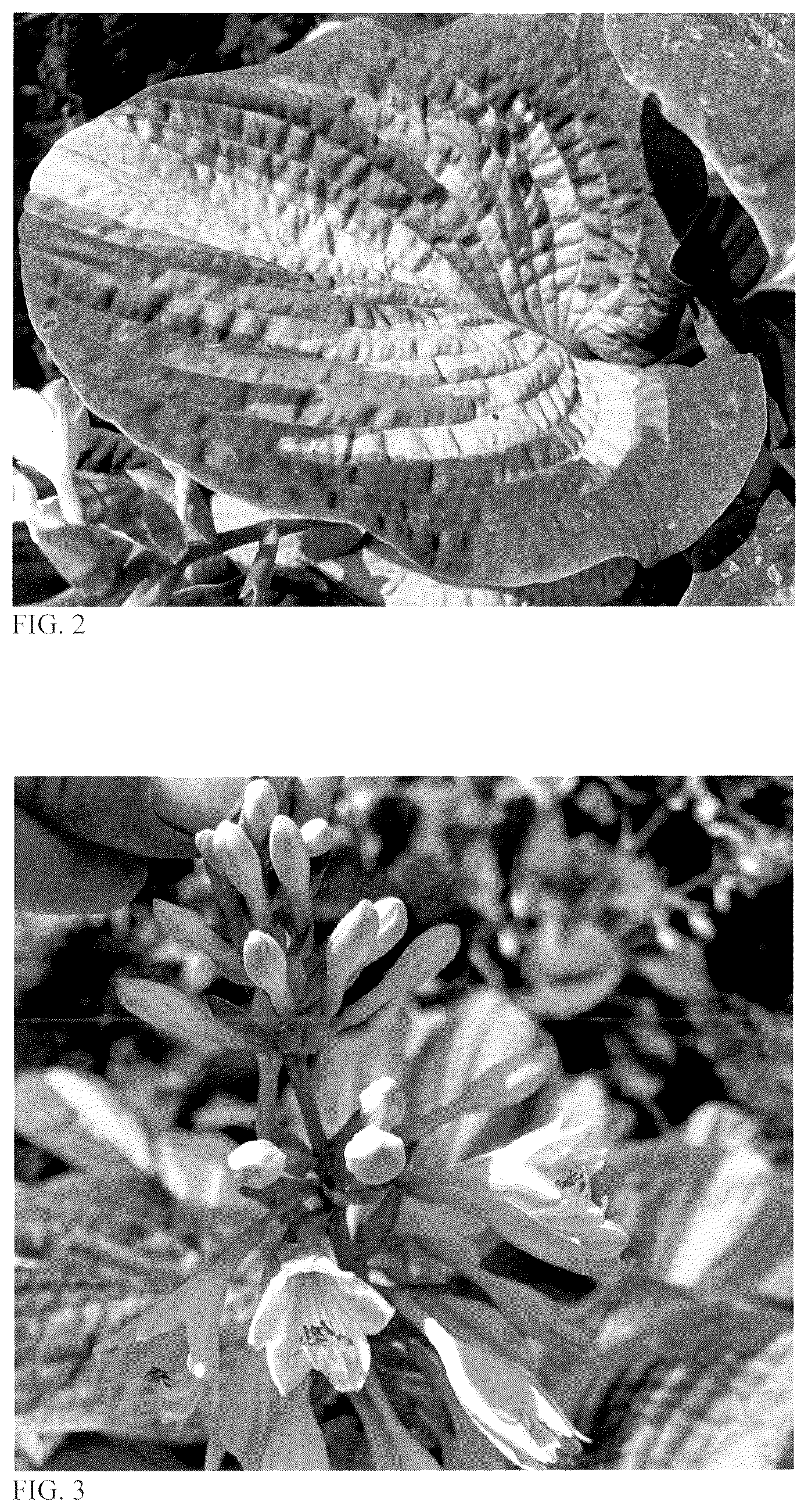 Patent USPP036700 Figure 2 – Hosta plant named ‘Moment to Treasure’