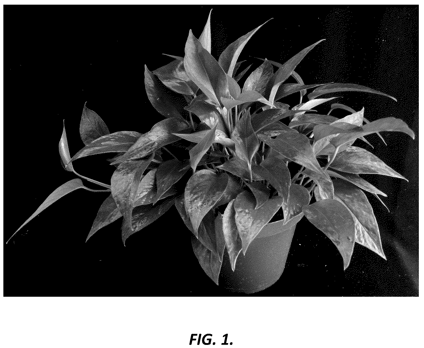 Patent USPP036701 Figure 1 – Epipremnum plant named ‘UF-Ea-0314’