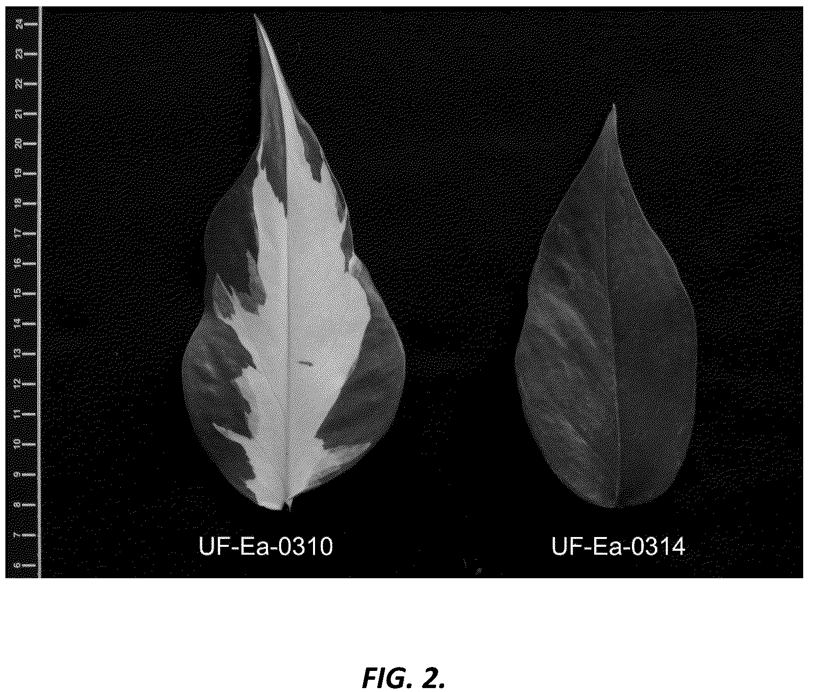Patent USPP036701 Figure 2 – Epipremnum plant named ‘UF-Ea-0314’