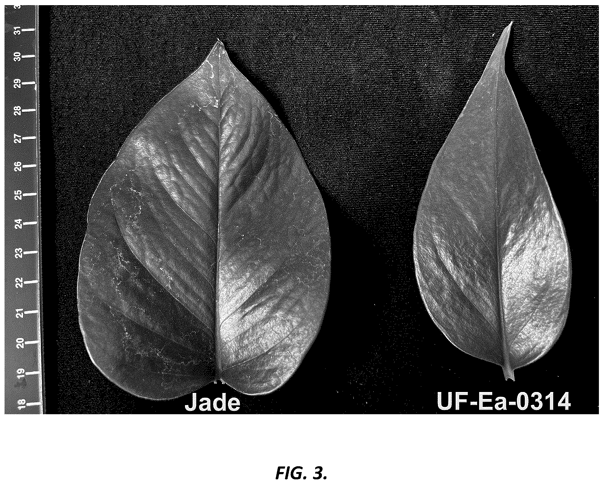 Patent USPP036701 Figure 3 – Epipremnum plant named ‘UF-Ea-0314’