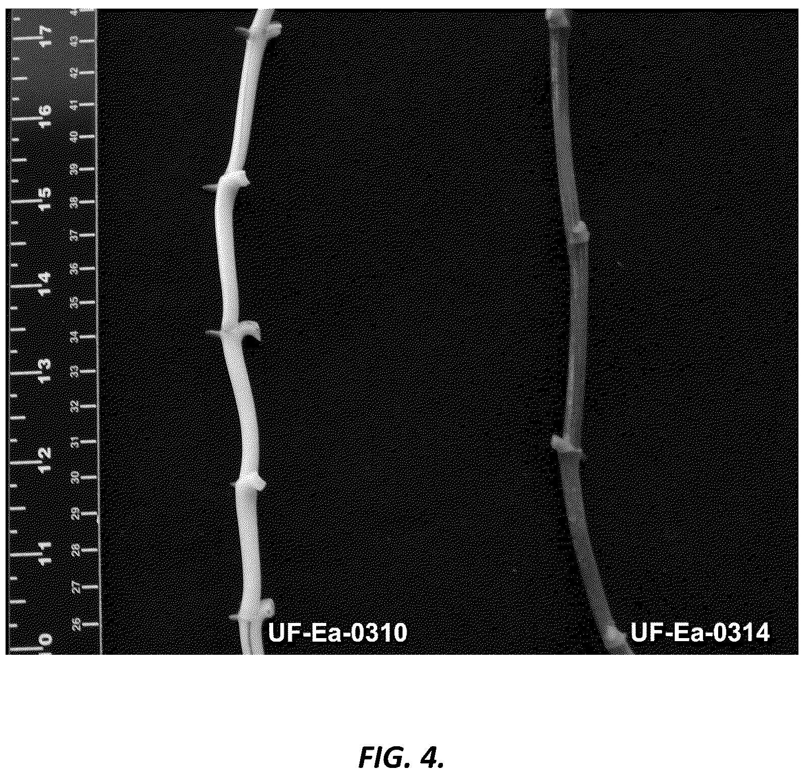 Patent USPP036701 Figure 4 – Epipremnum plant named ‘UF-Ea-0314’