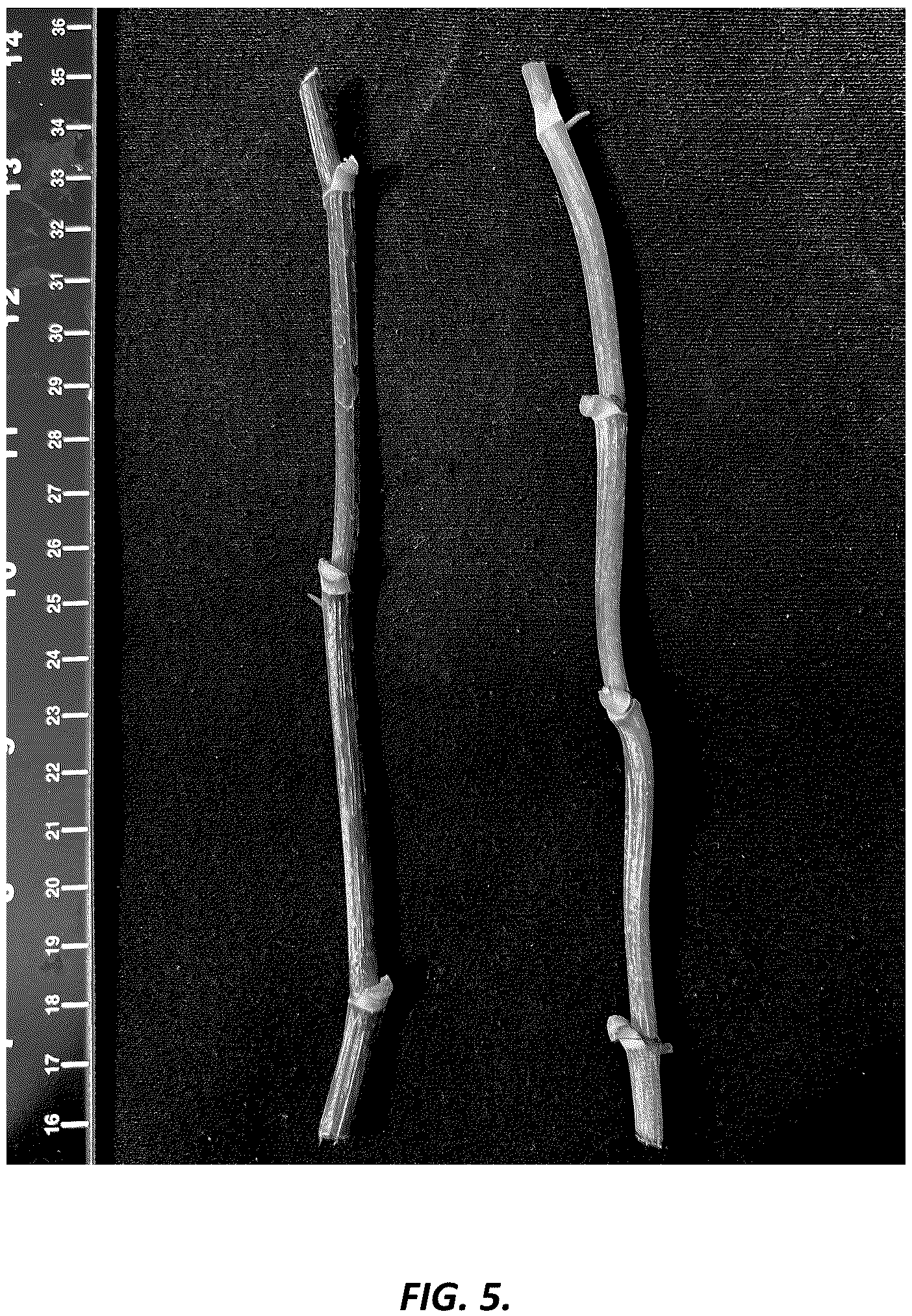 Patent USPP036701 Figure 5 – Epipremnum plant named ‘UF-Ea-0314’