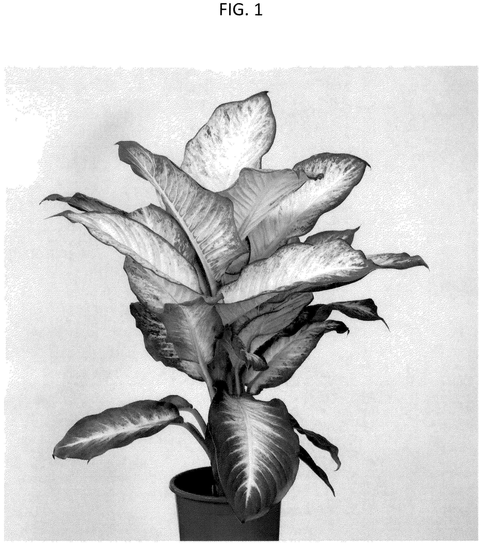 Patent USPP036702 Figure 1 – Dieffenbachia plant named ‘DIFMUMRS23’