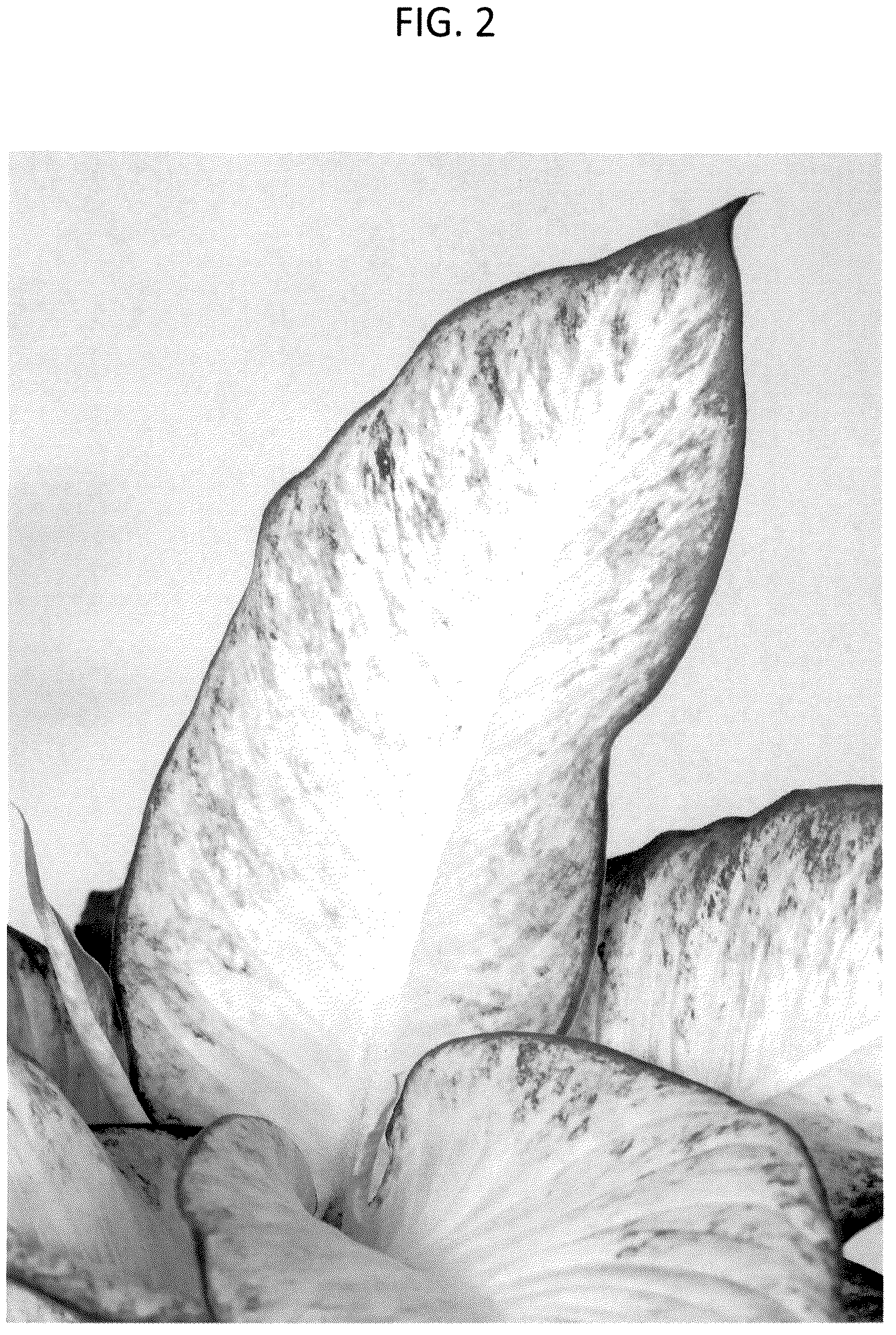 Patent USPP036702 Figure 2 – Dieffenbachia plant named ‘DIFMUMRS23’
