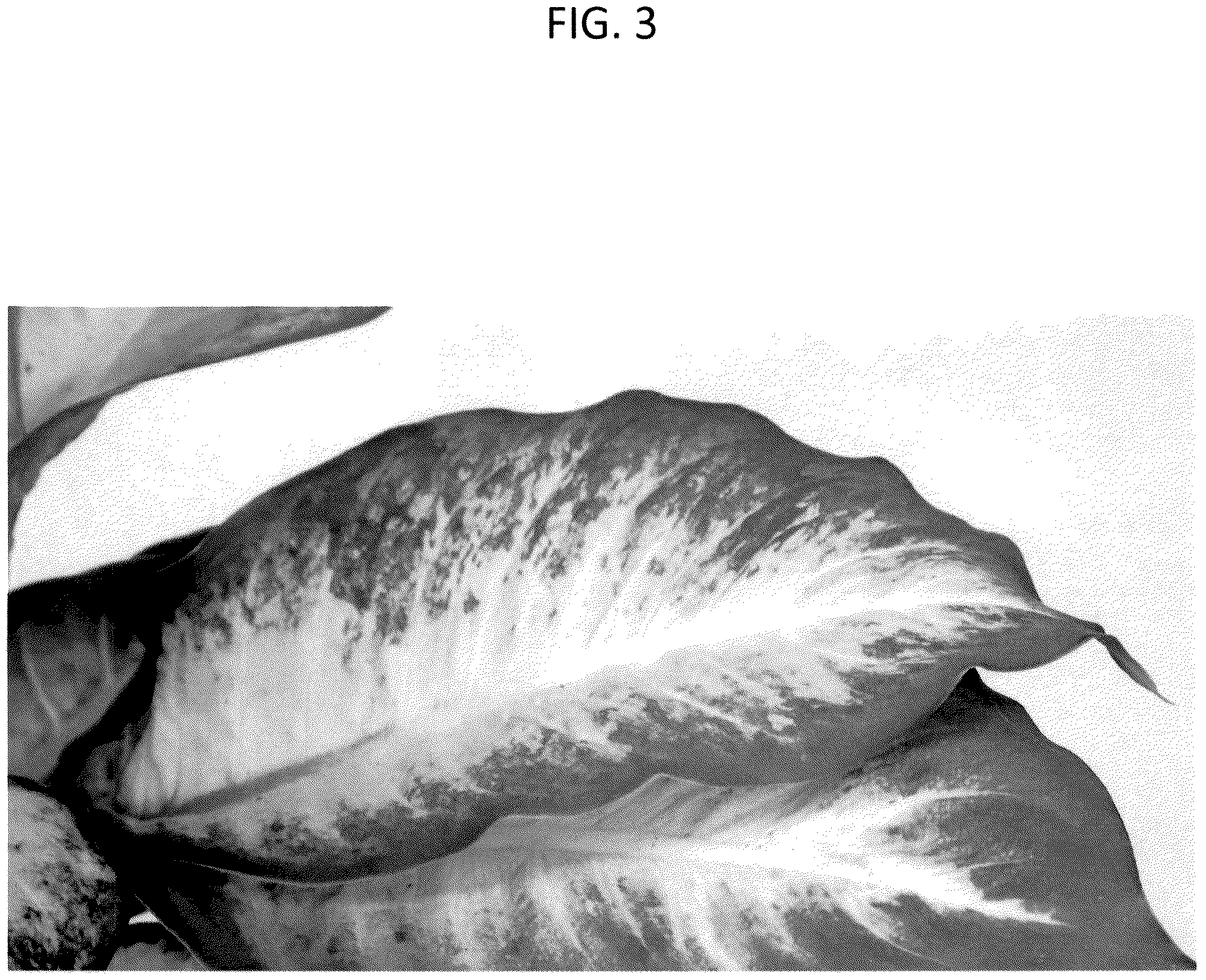 Patent USPP036702 Figure 3 – Dieffenbachia plant named ‘DIFMUMRS23’