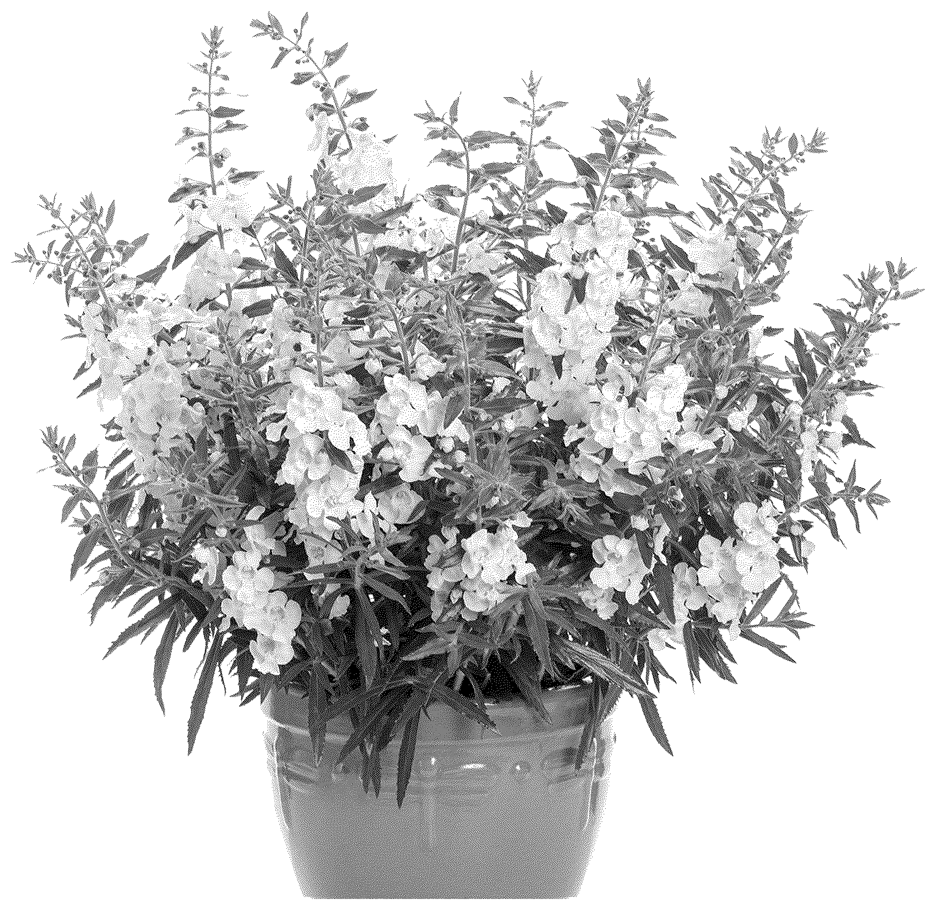 Patent USPP036703 Figure 1 – Angelonia plant named ‘ANGAF19202’